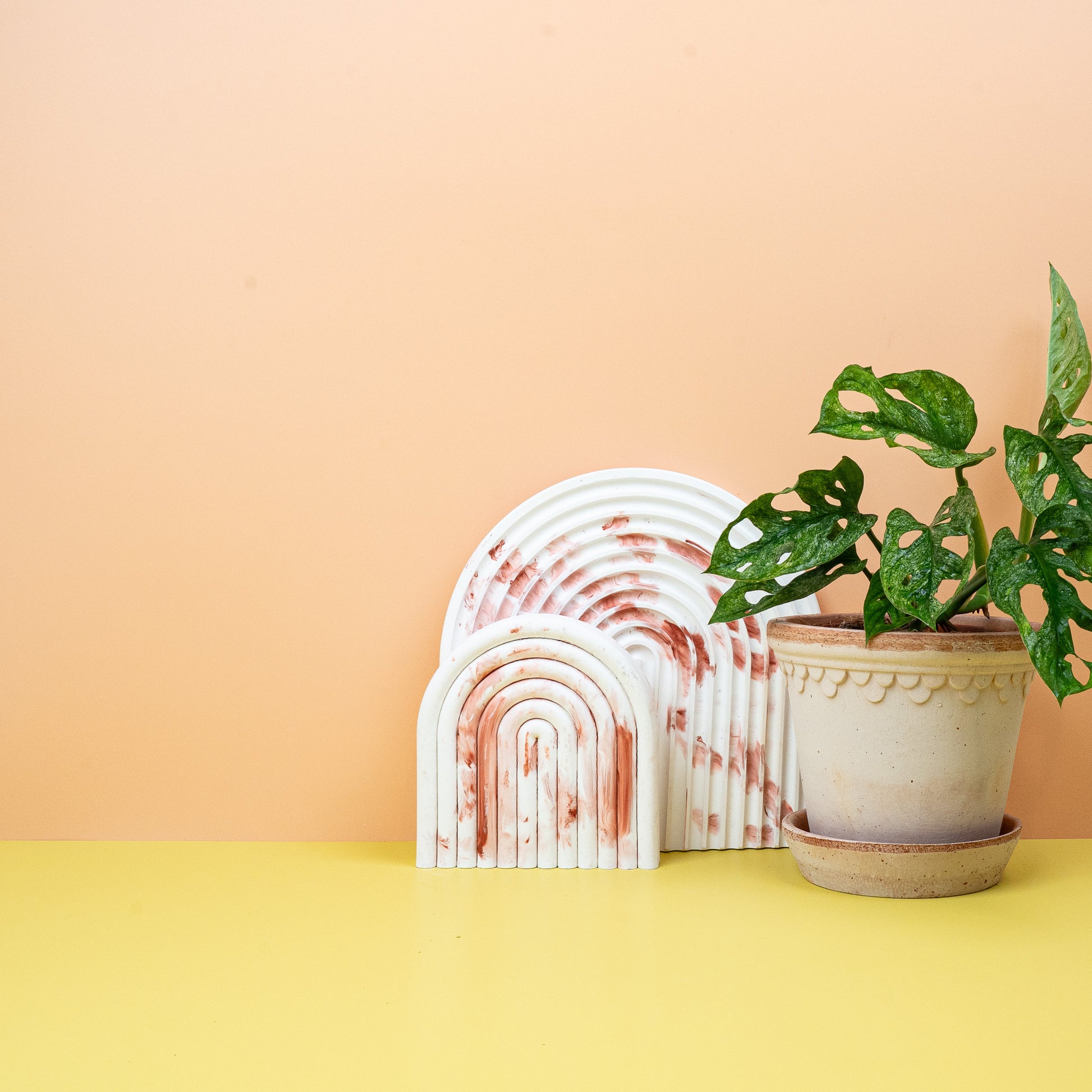 MONSTERA ADANSONII VARIEGATA MINT online bestellen bei potflourri