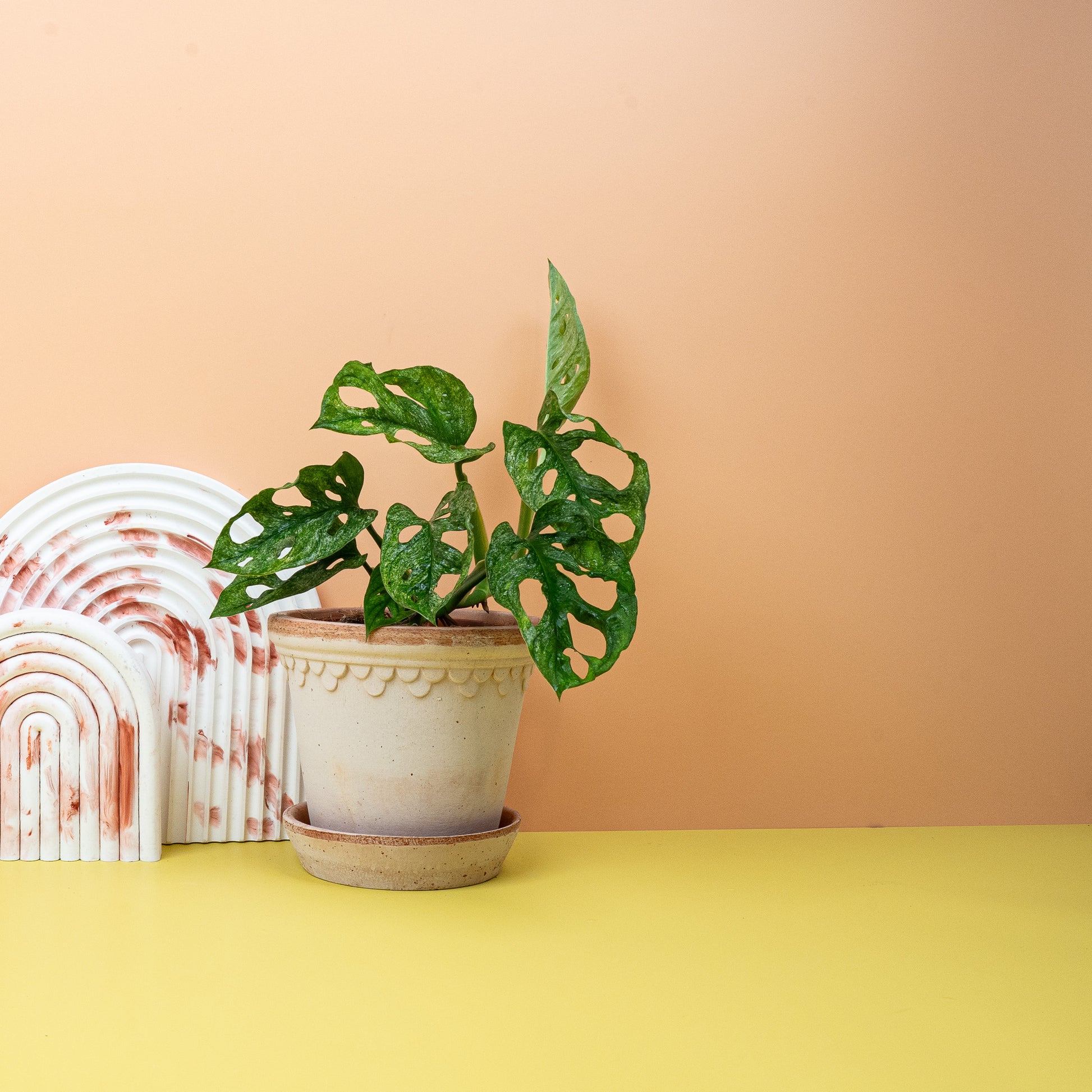 MONSTERA ADANSONII VARIEGATA MINT online bestellen bei potflourri