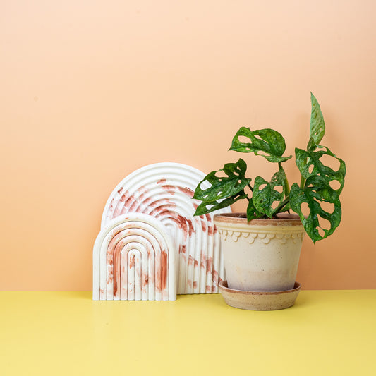 MONSTERA ADANSONII VARIEGATA MINT online bestellen bei potflourri
