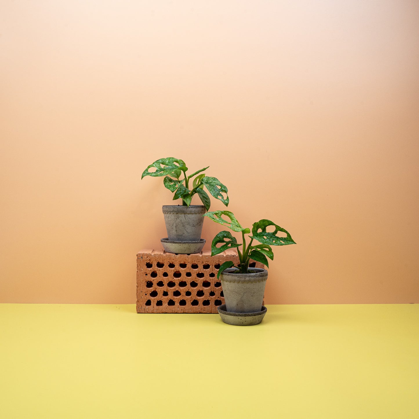 Monstera Adansonii Variegata Mint mit durchbrochenen Blättern