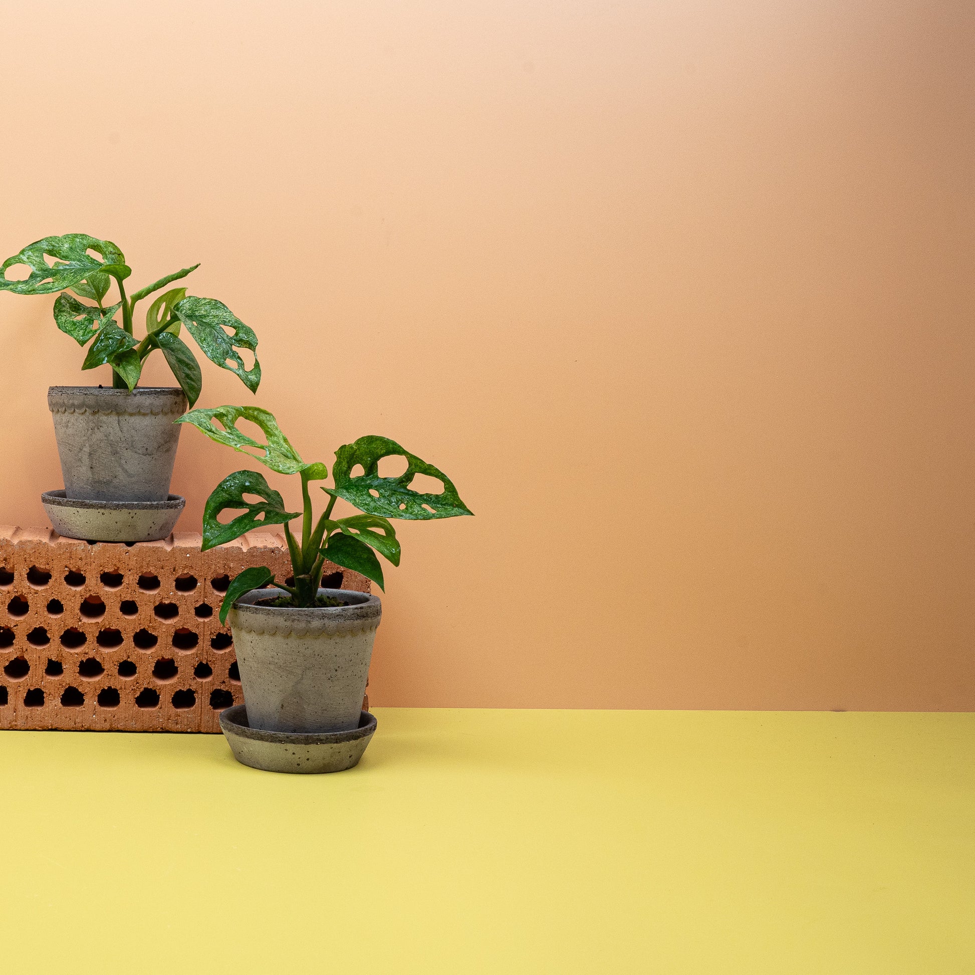 Monstera Adansonii Variegata Mint als Kletterpflanze im Topf