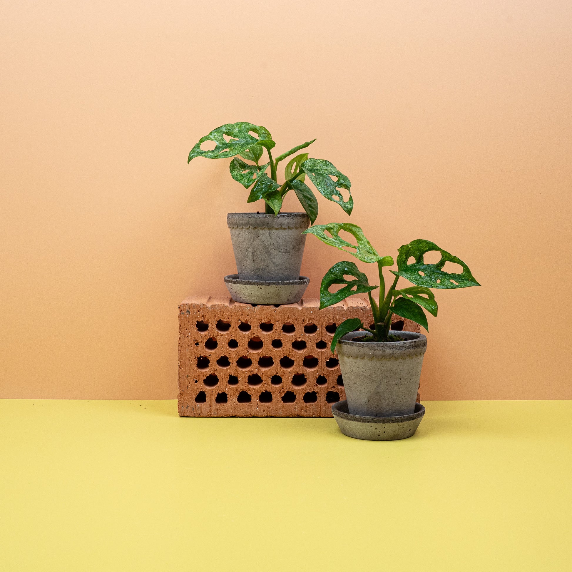 Monstera adansonii Mint – Blattfenster und Panaschierung