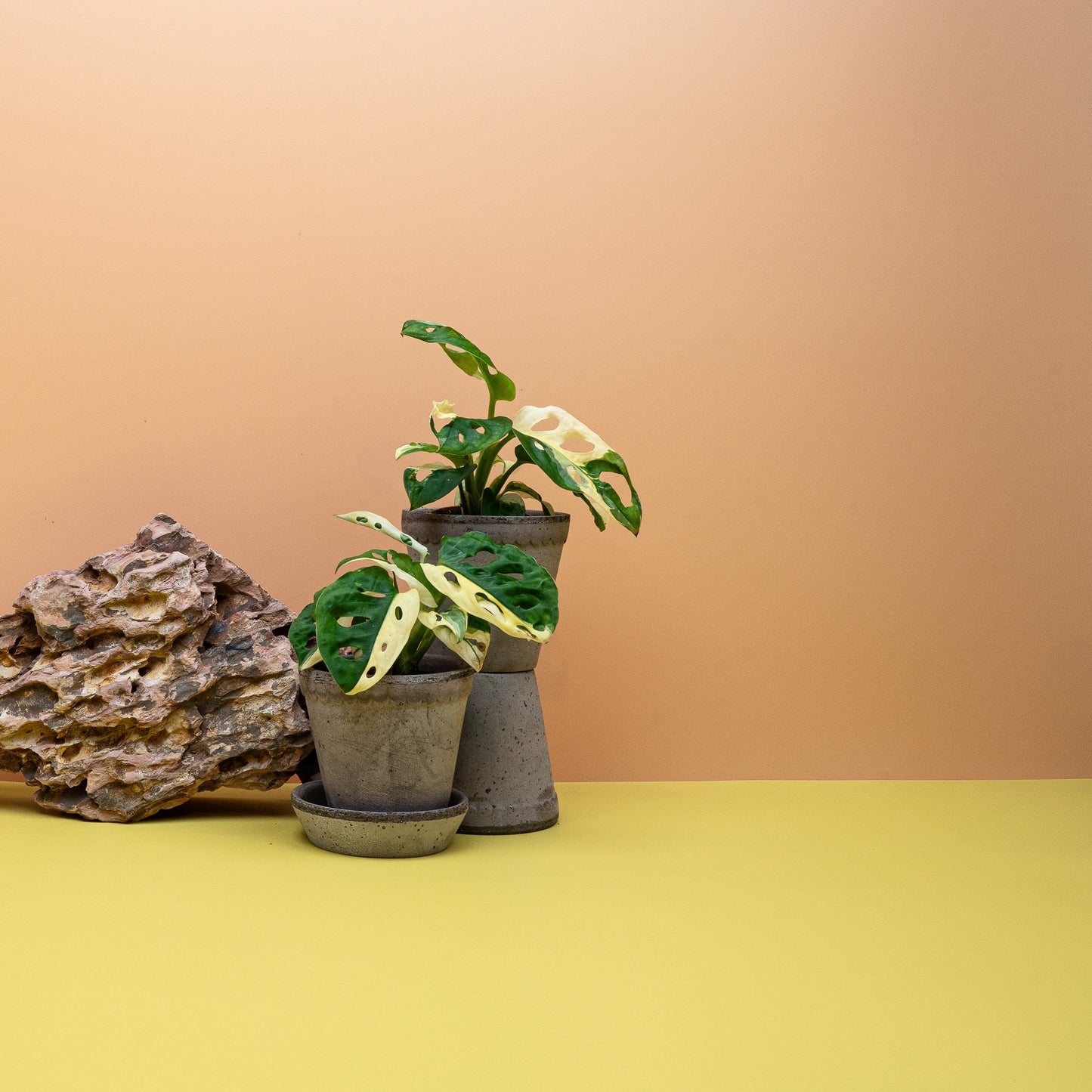 Monstera Adansonii Variegata – Ansicht 10