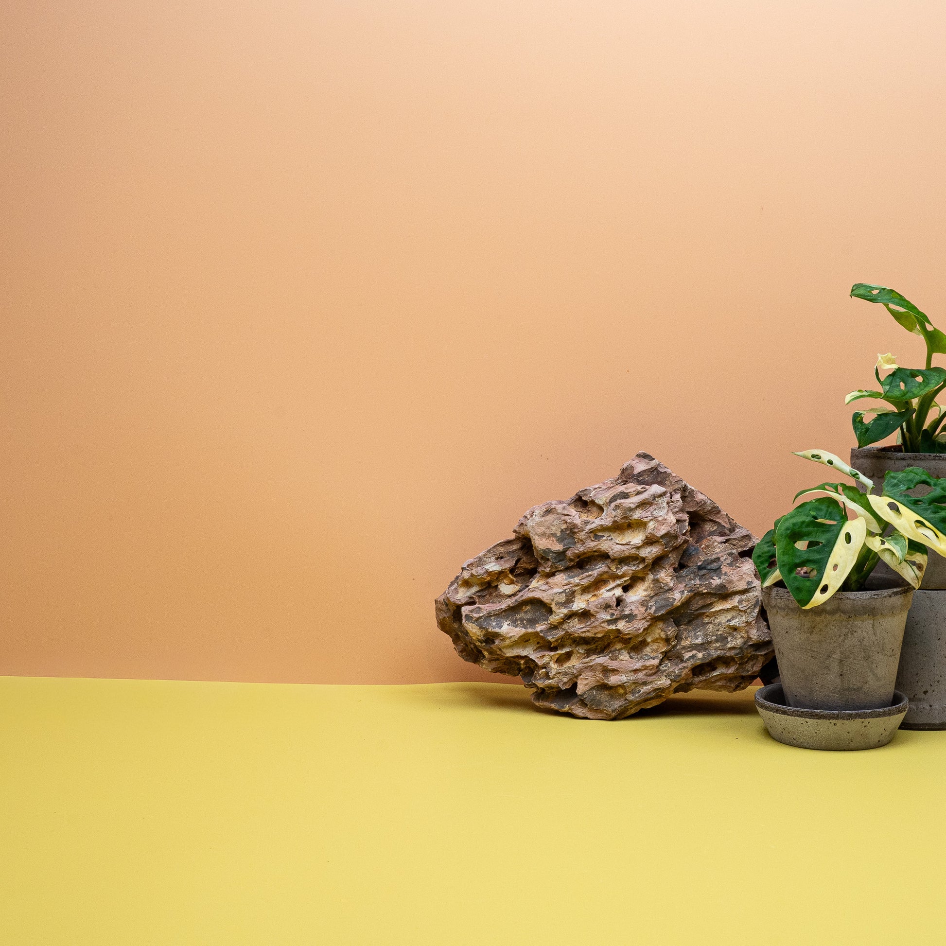 Monstera Adansonii Variegata – Ansicht 8