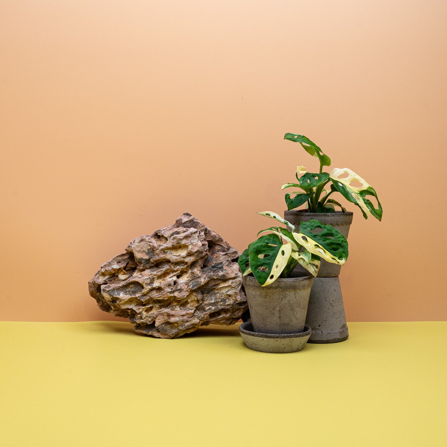 Monstera Adansonii Variegata – Ansicht 7