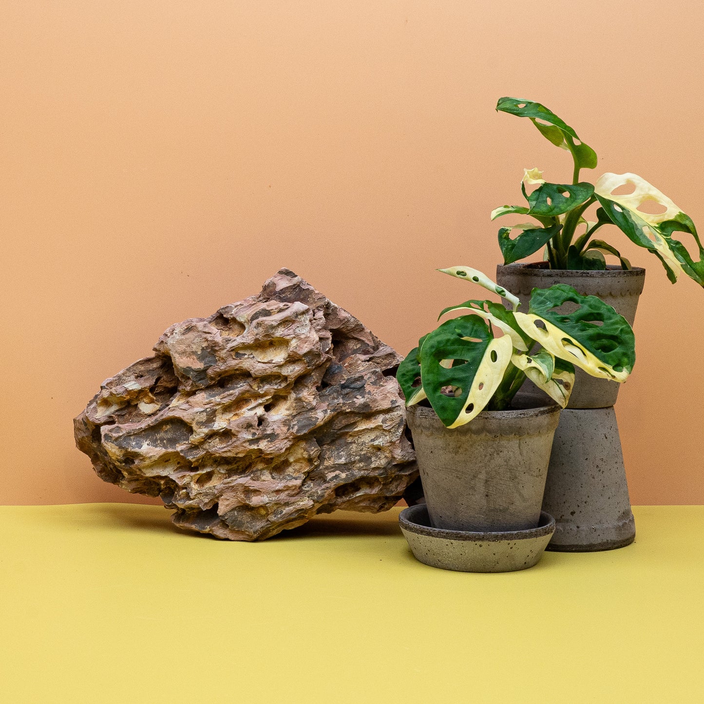 Monstera Adansonii Variegata – Ansicht 9