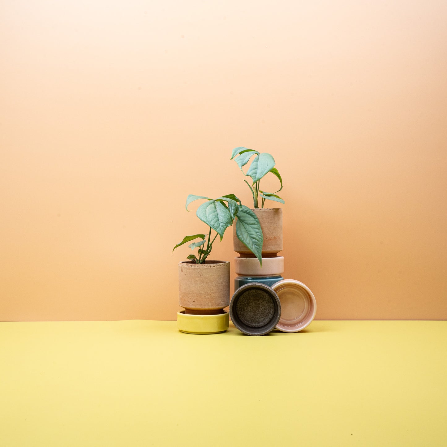 MONSTERA AMYDRIUM MEDIUM SILVER online bestellen bei potflourri