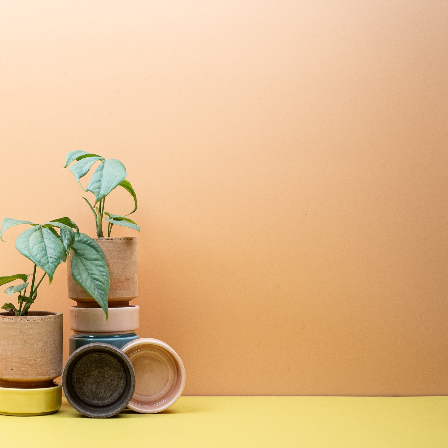 MONSTERA AMYDRIUM MEDIUM SILVER online bestellen bei potflourri
