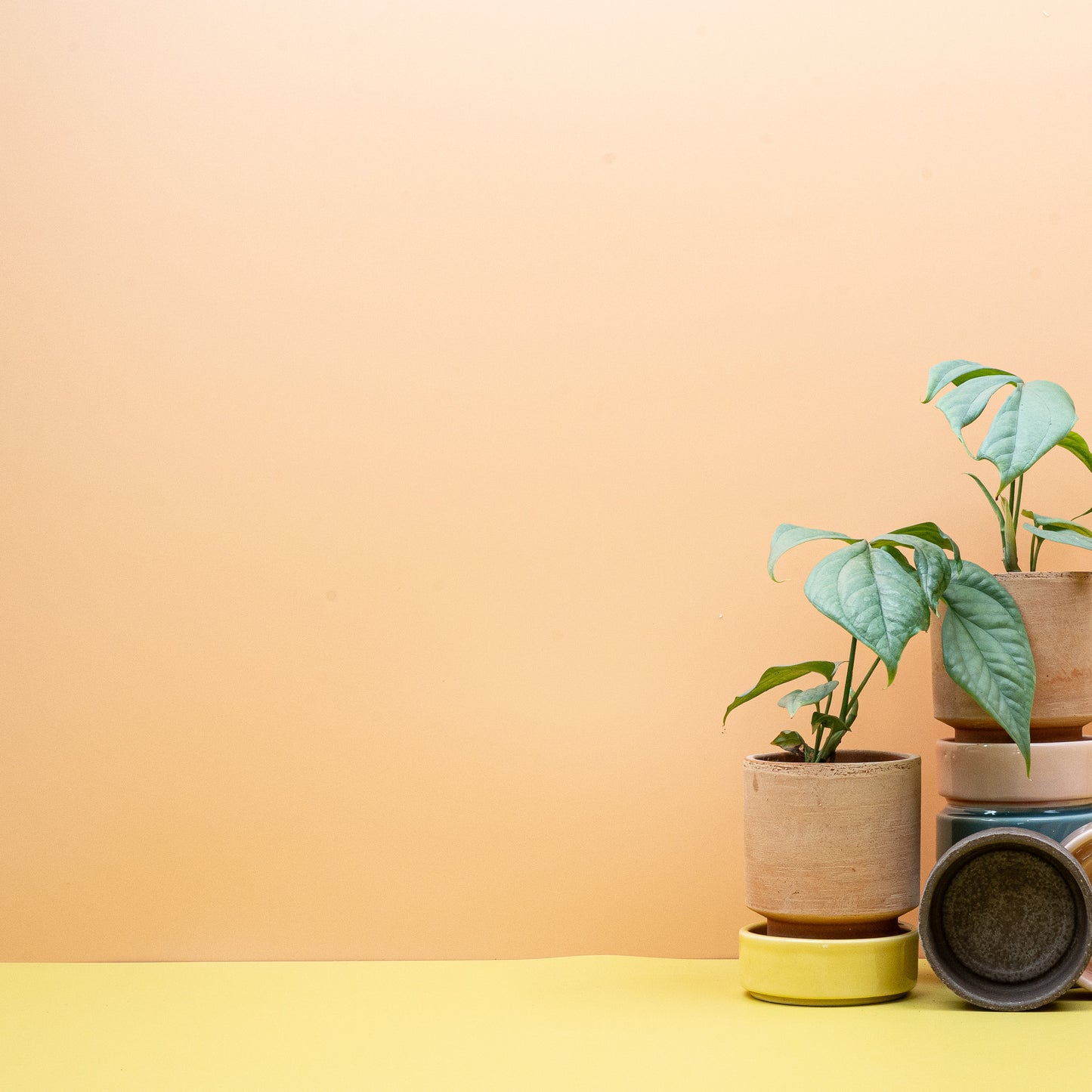 MONSTERA AMYDRIUM MEDIUM SILVER online bestellen bei potflourri