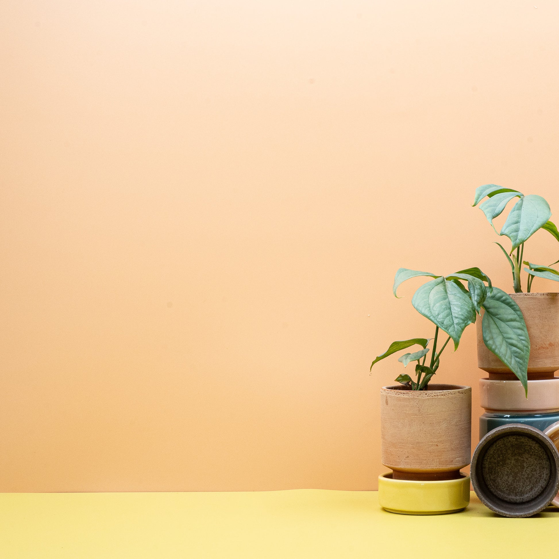 MONSTERA AMYDRIUM MEDIUM SILVER online bestellen bei potflourri