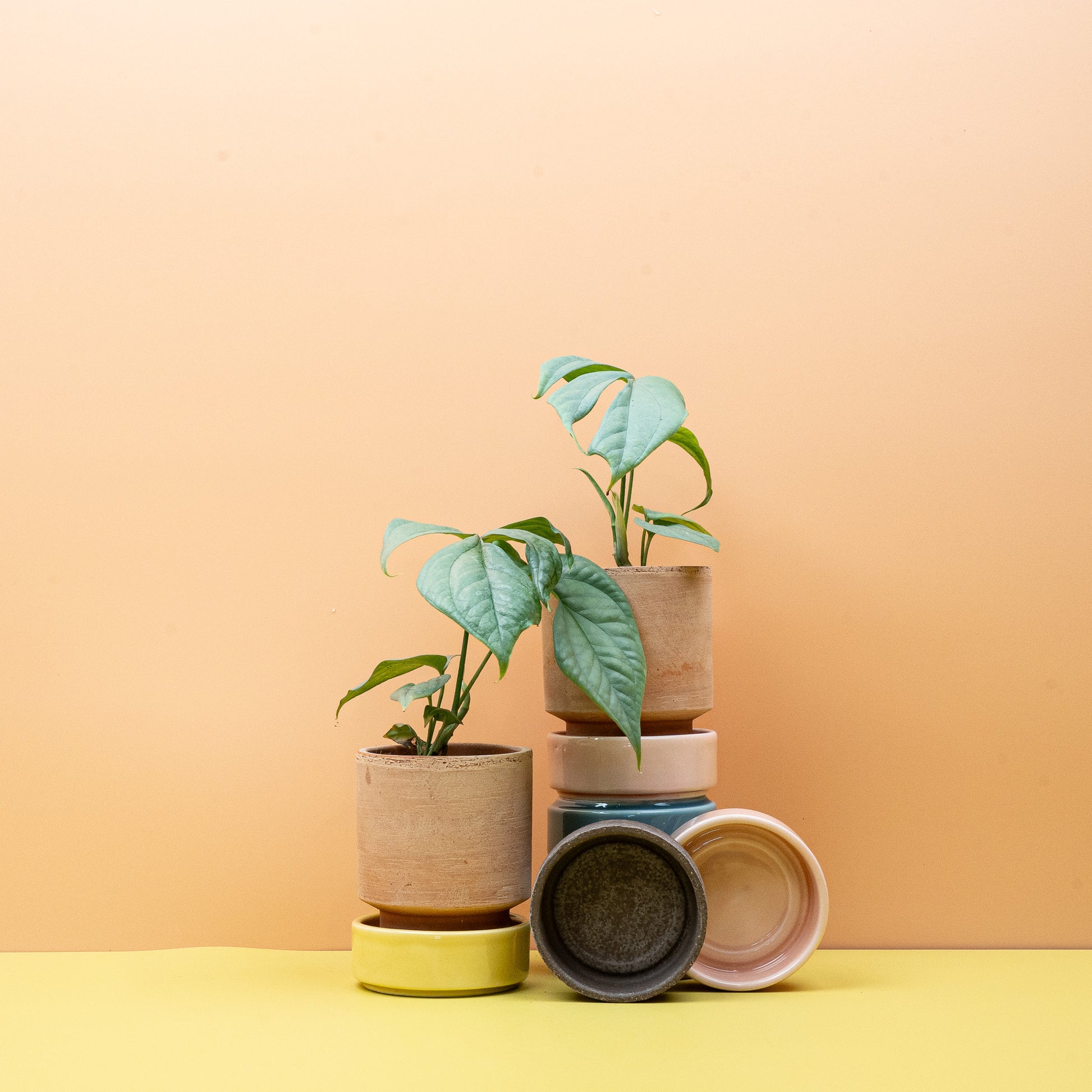 MONSTERA AMYDRIUM MEDIUM SILVER online bestellen bei potflourri