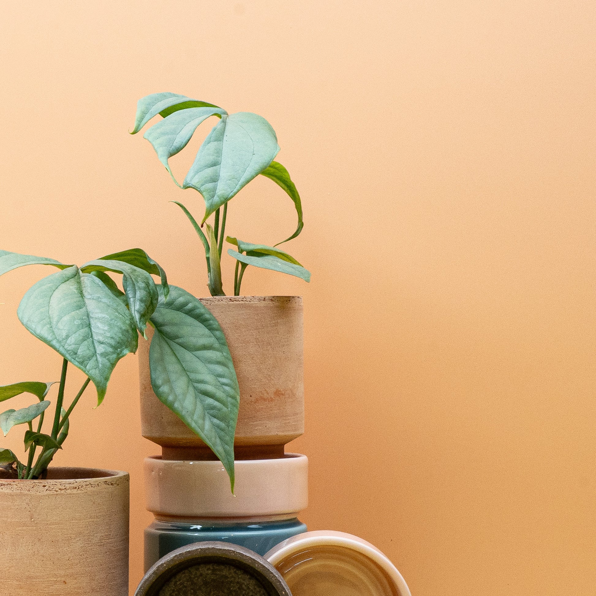 MONSTERA AMYDRIUM MEDIUM SILVER online bestellen bei potflourri