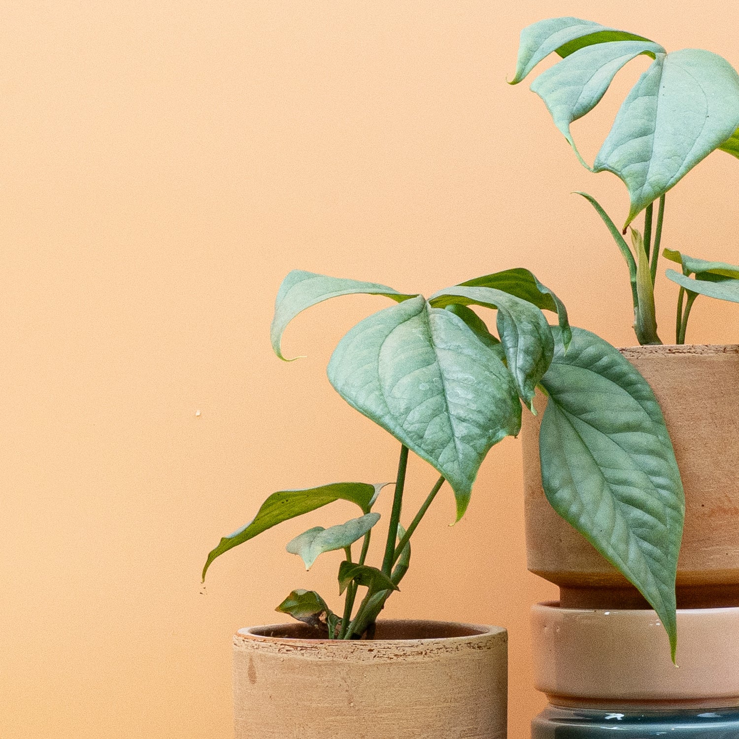 Monstera – frischer Ableger mit sichtbarer Wurzelbildung im Wasserglas