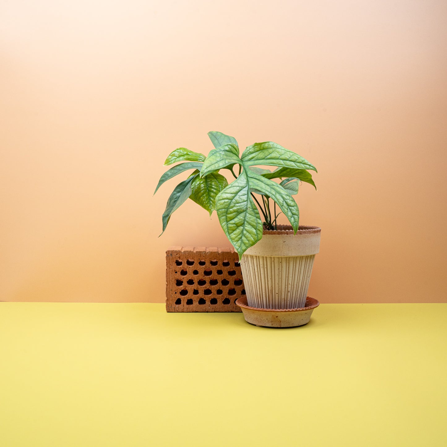 MONSTERA AMYDRIUM MEDIUM SILVER online bestellen bei potflourri