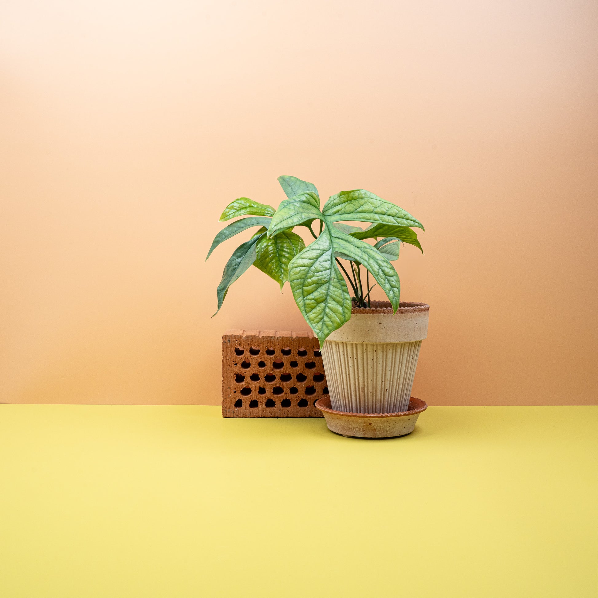 MONSTERA AMYDRIUM MEDIUM SILVER online bestellen bei potflourri