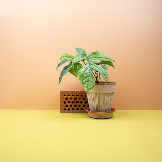 MONSTERA AMYDRIUM MEDIUM SILVER online bestellen bei potflourri