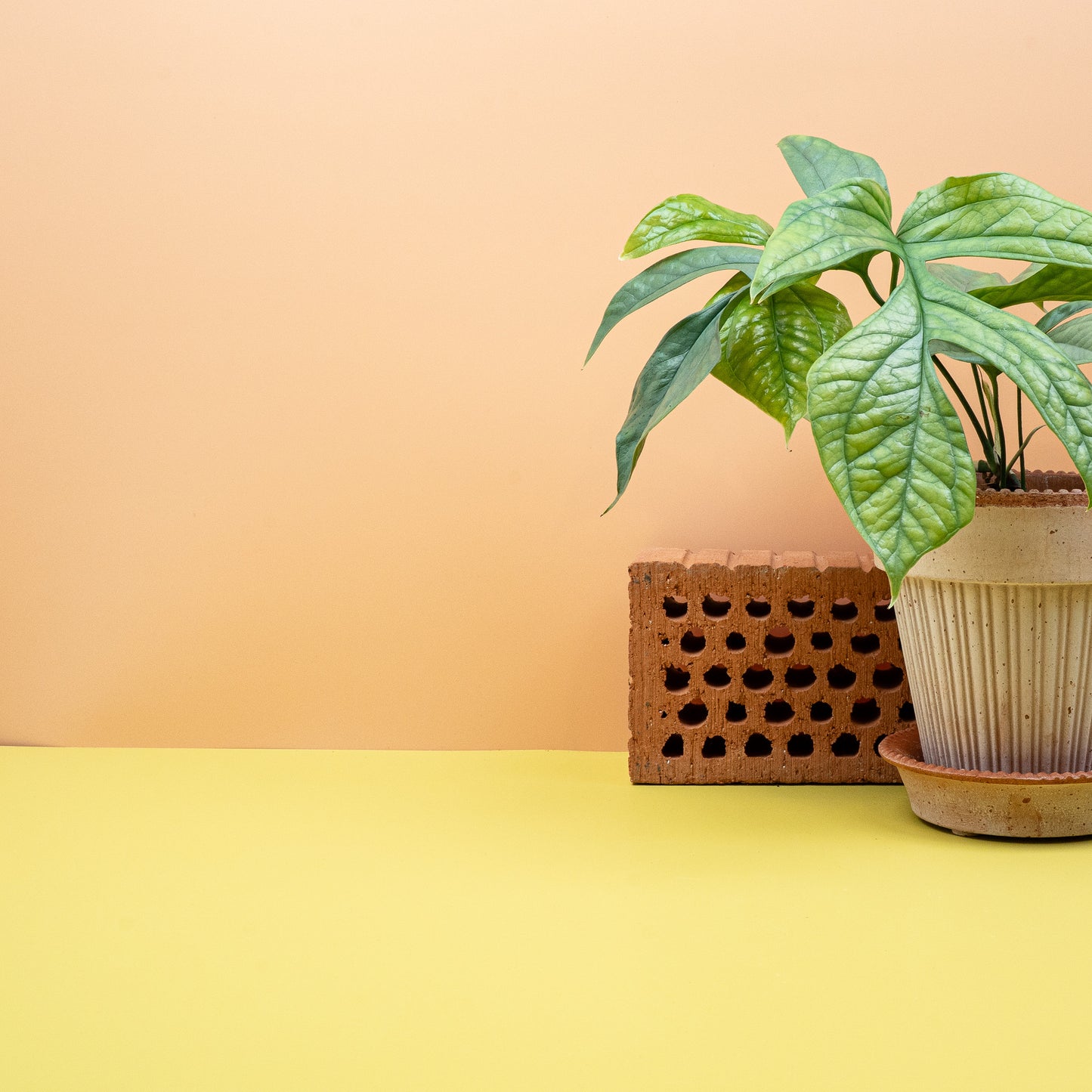 MONSTERA AMYDRIUM MEDIUM SILVER online bestellen bei potflourri