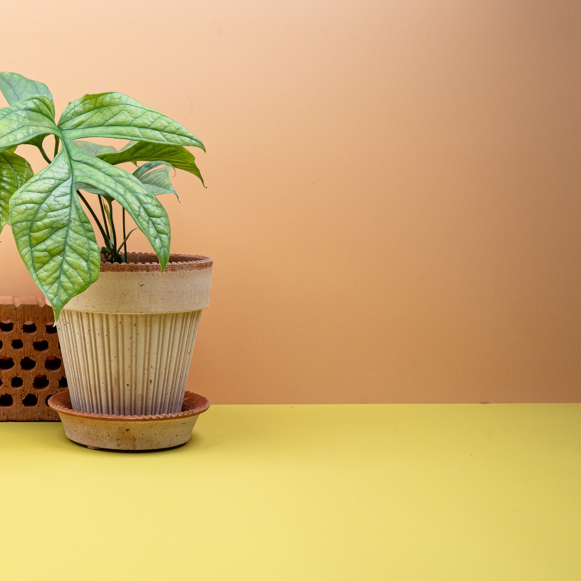 MONSTERA AMYDRIUM MEDIUM SILVER online bestellen bei potflourri