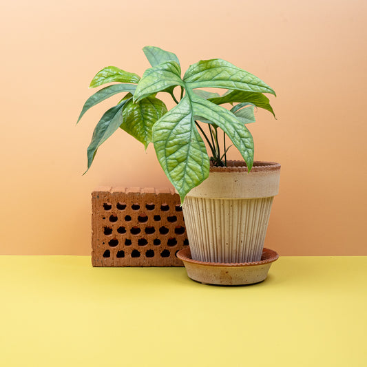 MONSTERA AMYDRIUM MEDIUM SILVER online bestellen bei potflourri