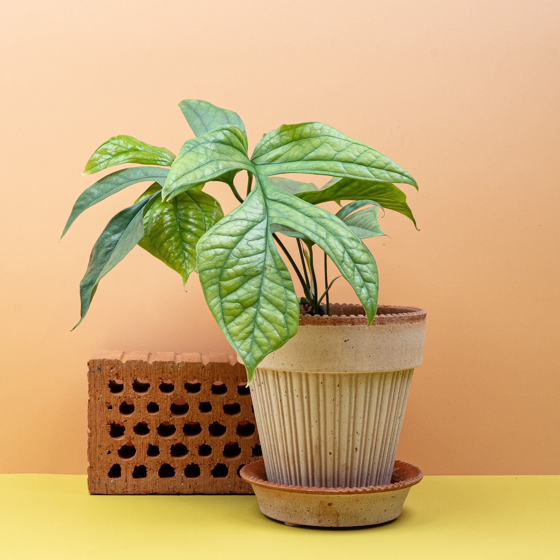 MONSTERA AMYDRIUM MEDIUM SILVER online bestellen bei potflourri