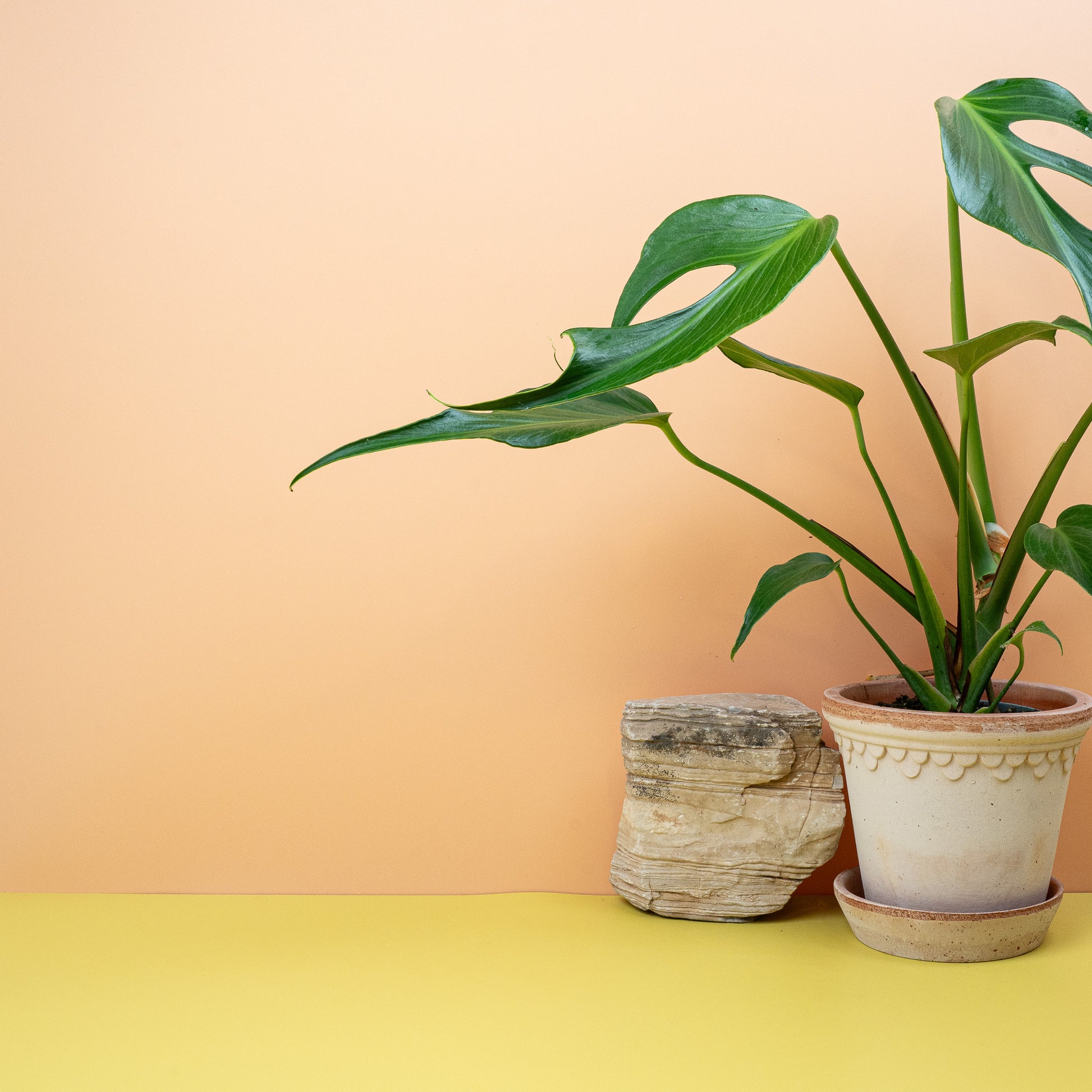 MONSTERA BURLE MARX FLAME online bestellen bei potflourri