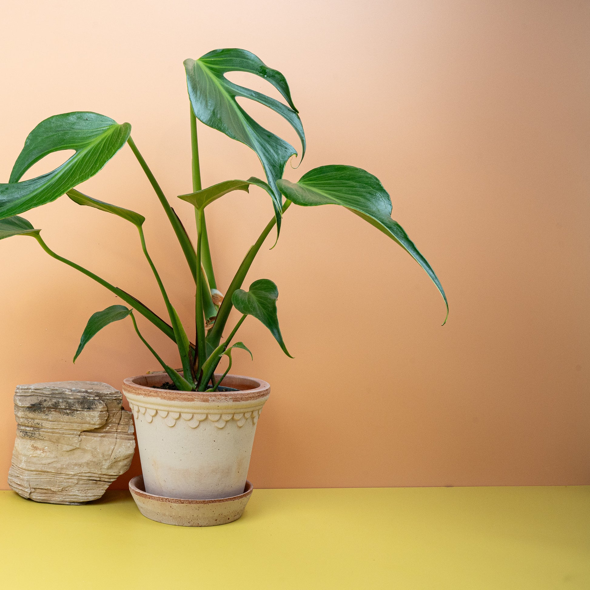 MONSTERA BURLE MARX FLAME online bestellen bei potflourri