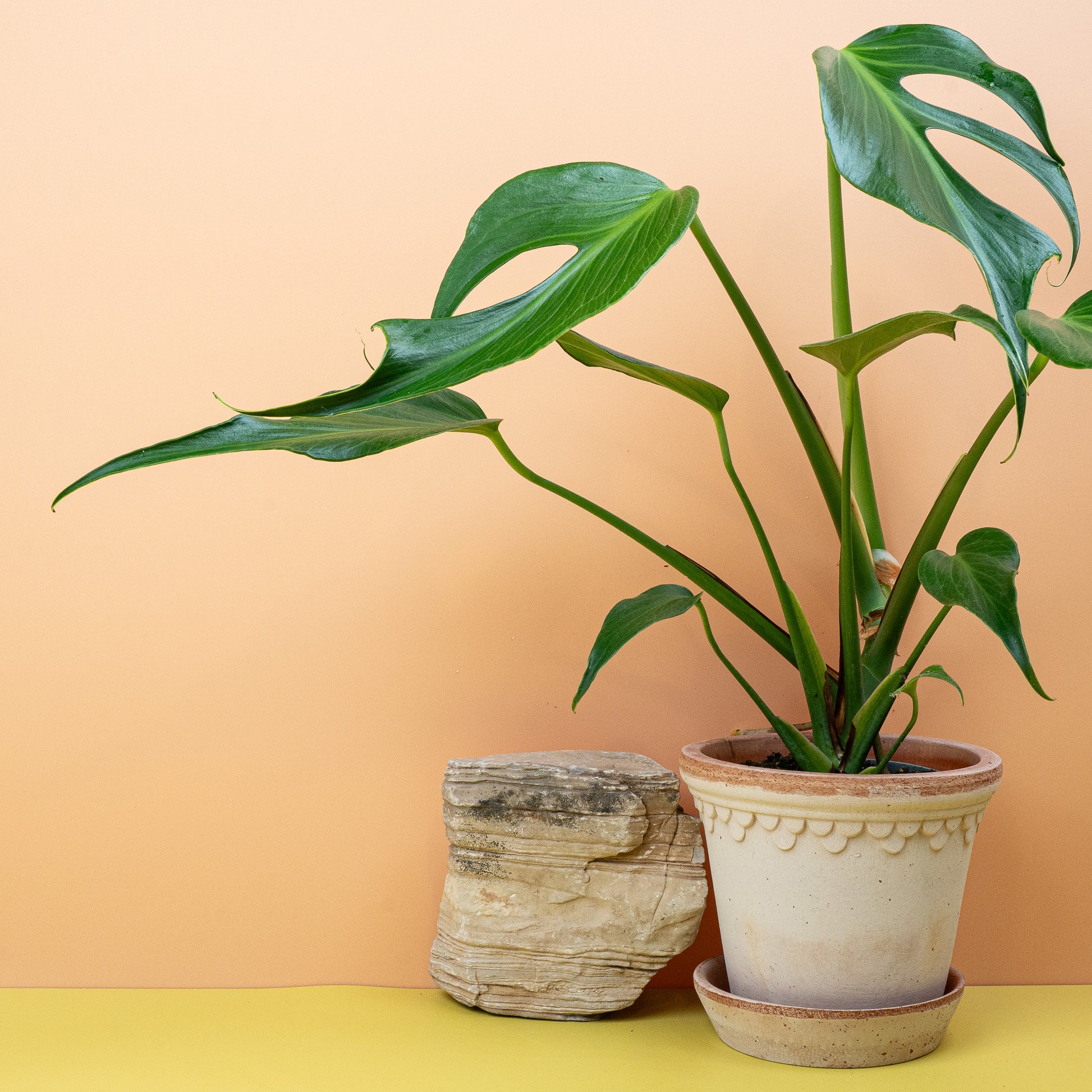 MONSTERA BURLE MARX FLAME online bestellen bei potflourri