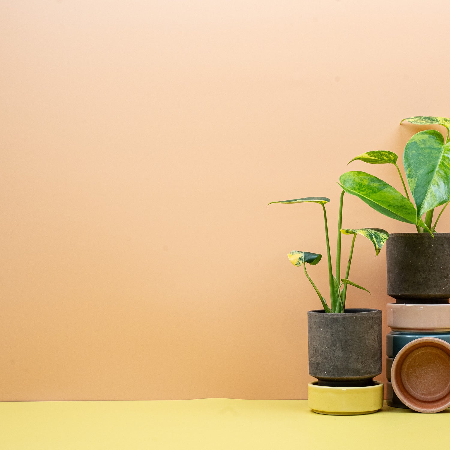Monstera – verschiedene Pflanzenarten mit charakteristischer Blattform im hellen Wohnraum