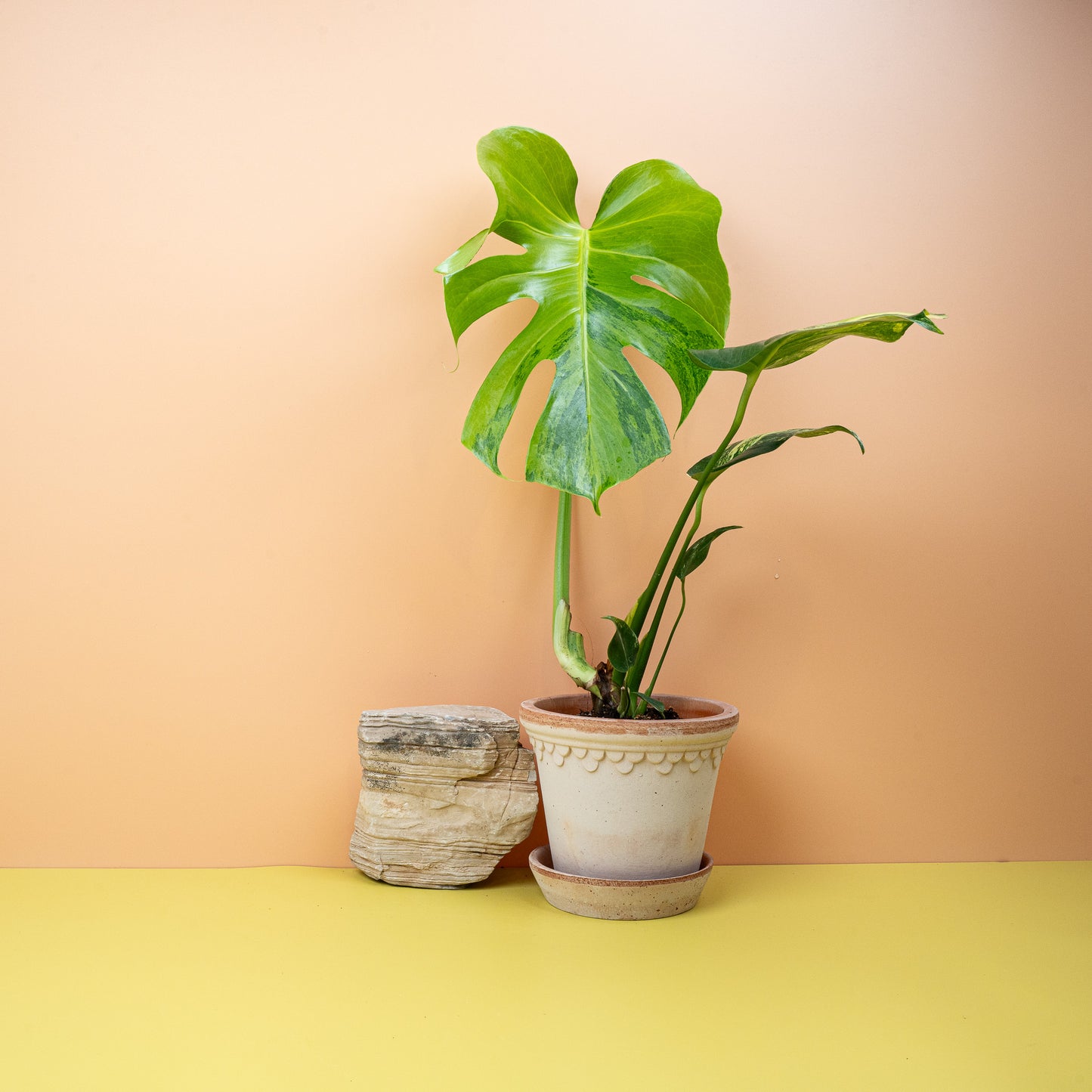 MONSTERA DELICIOSA VARIEGATA AUREA