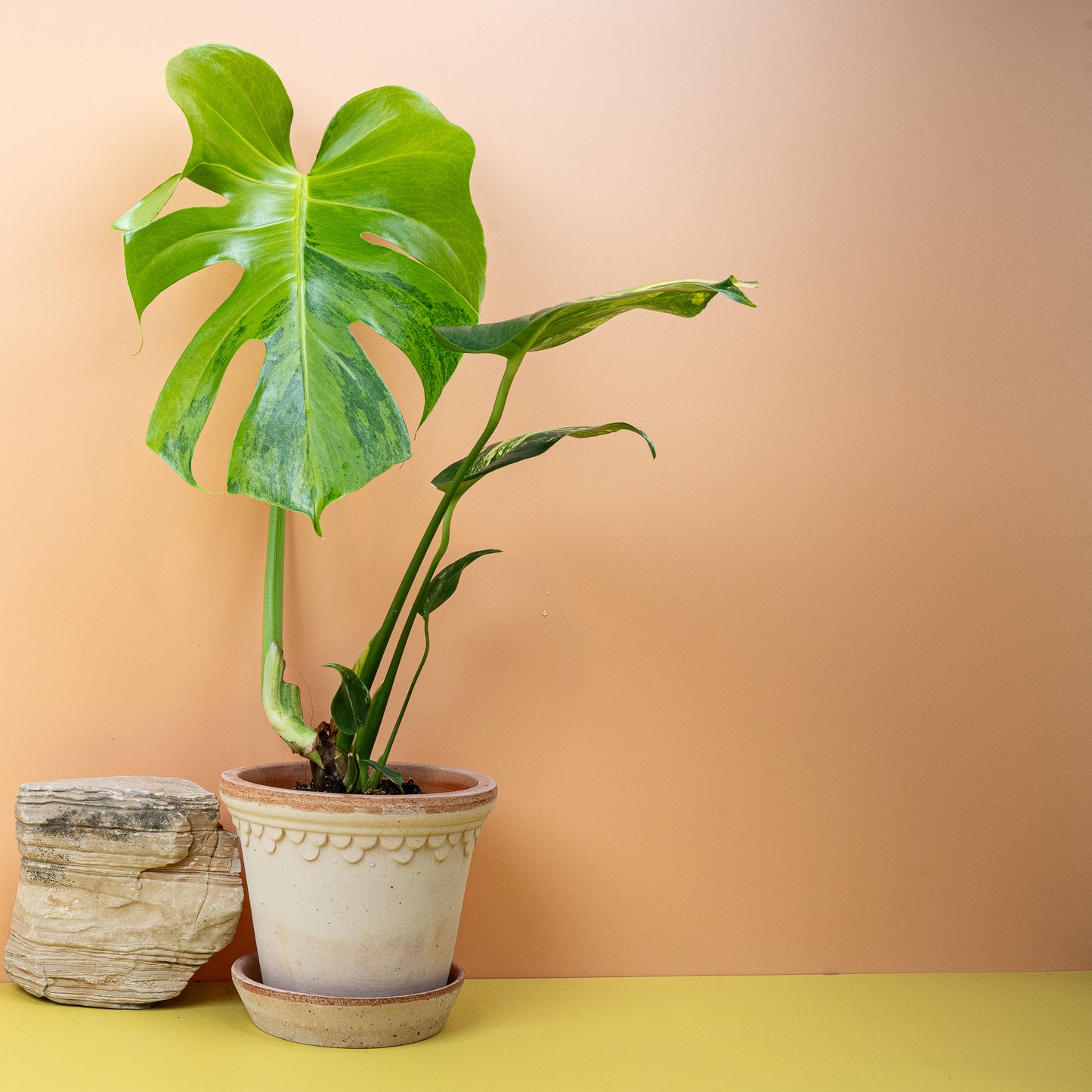 MONSTERA DELICIOSA VARIEGATA AUREA