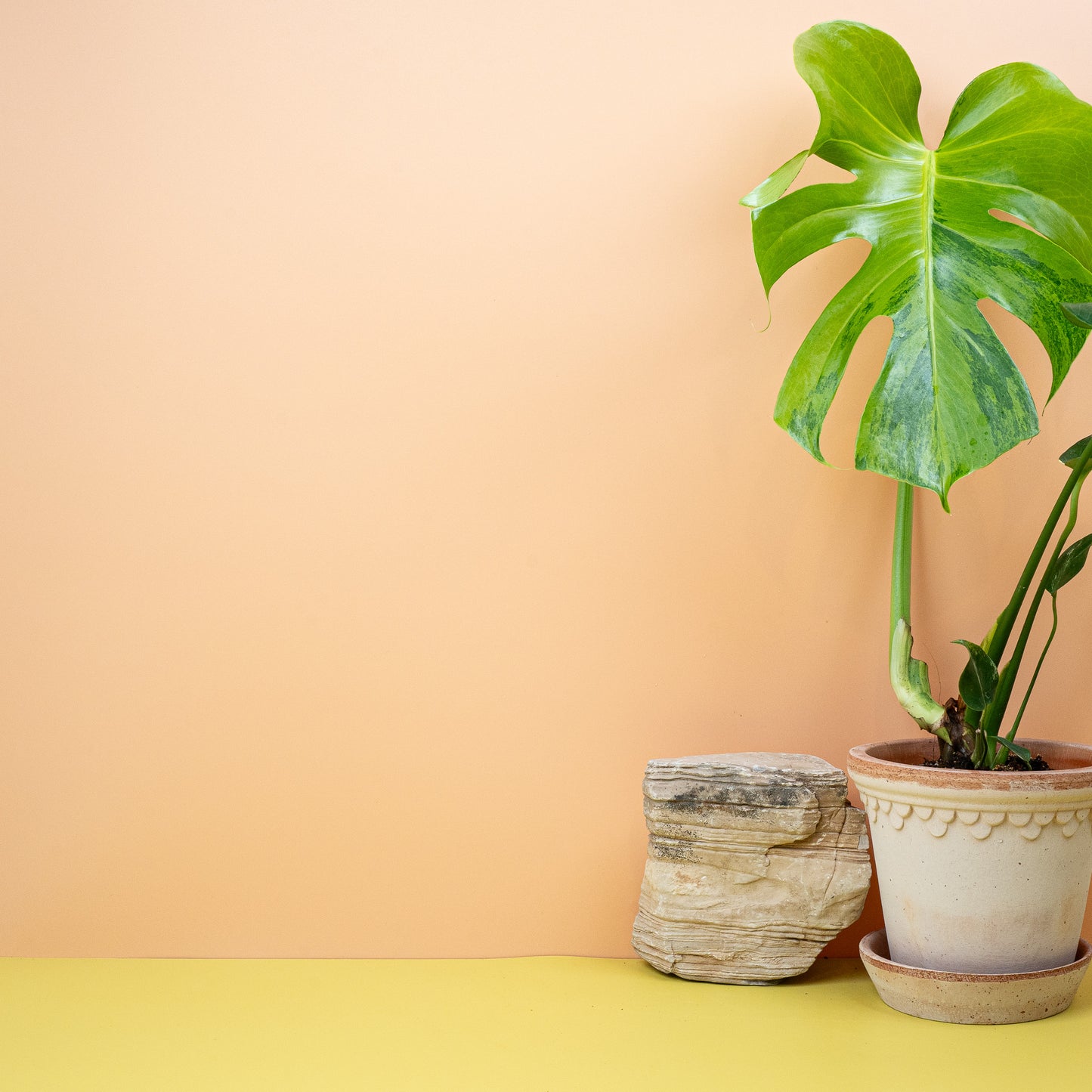 MONSTERA DELICIOSA VARIEGATA AUREA