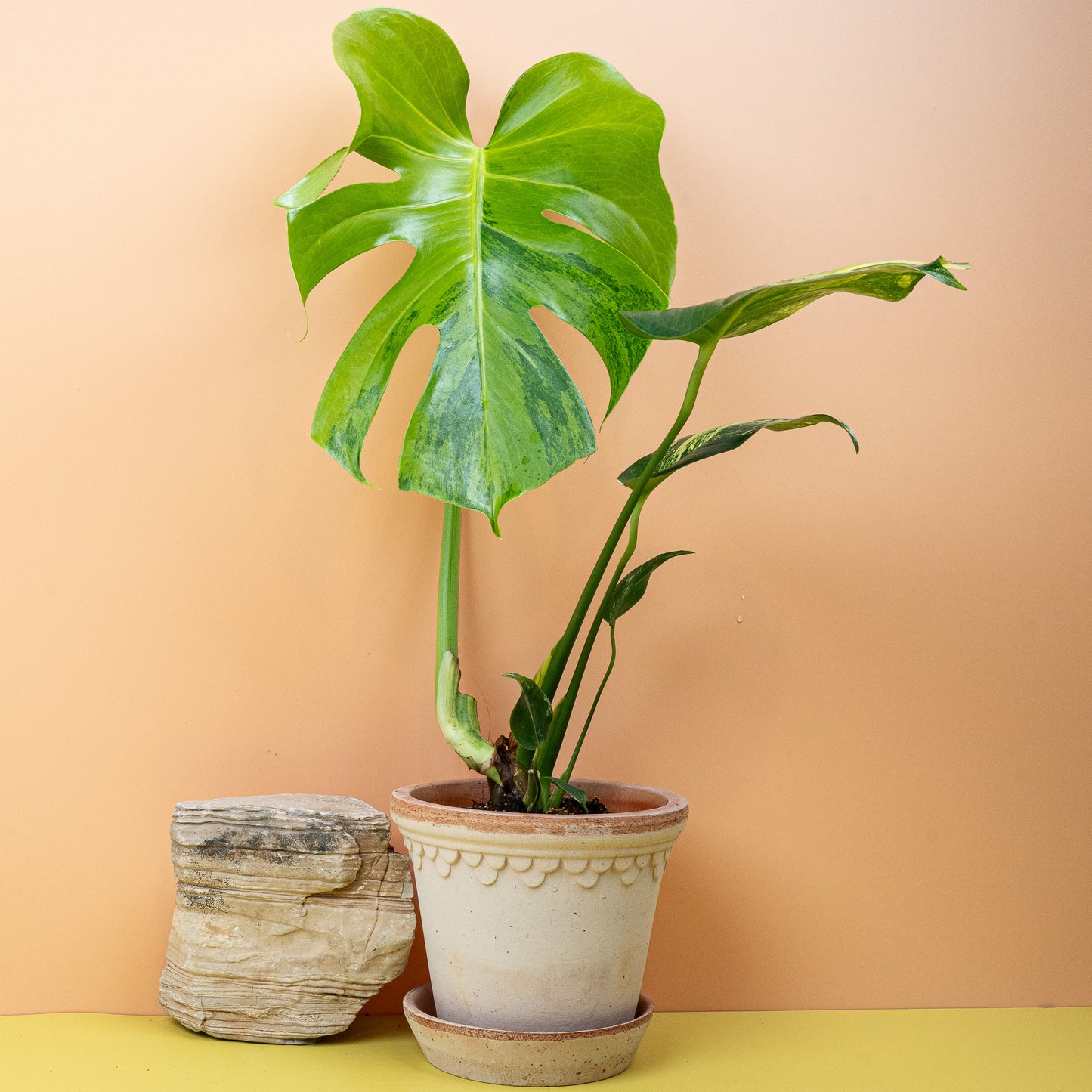 MONSTERA DELICIOSA VARIEGATA AUREA