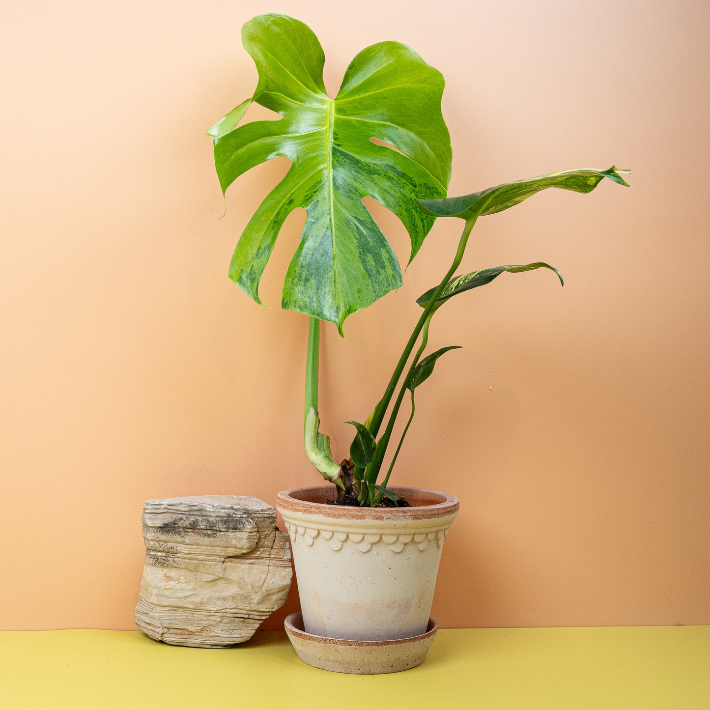 MONSTERA DELICIOSA VARIEGATA AUREA