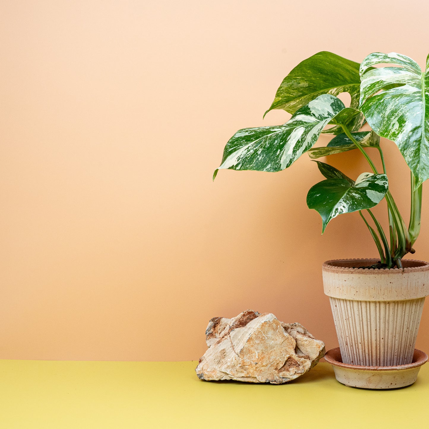 MONSTERA DELICIOSA VARIEGATA online bestellen bei potflourri