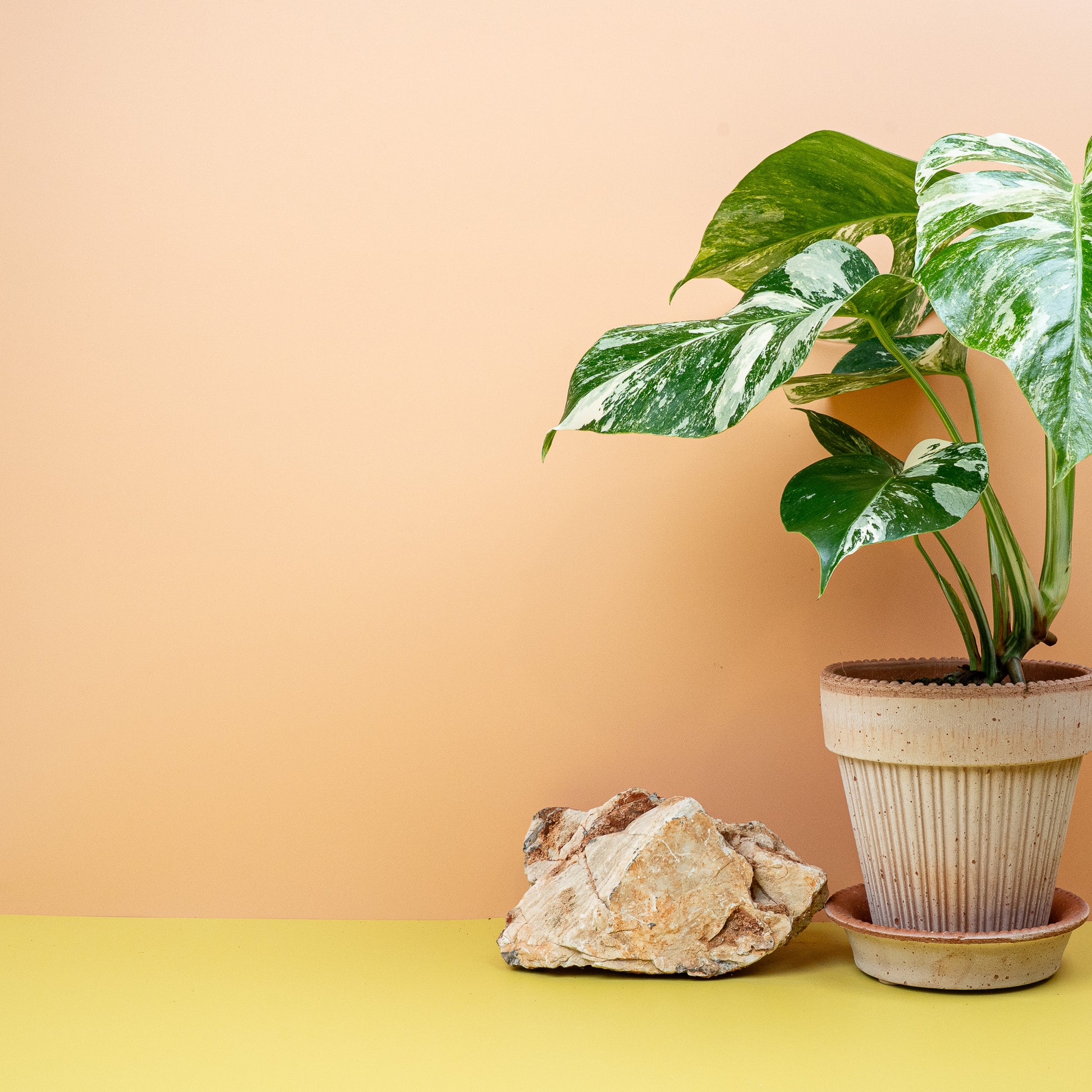 MONSTERA DELICIOSA VARIEGATA online bestellen bei potflourri