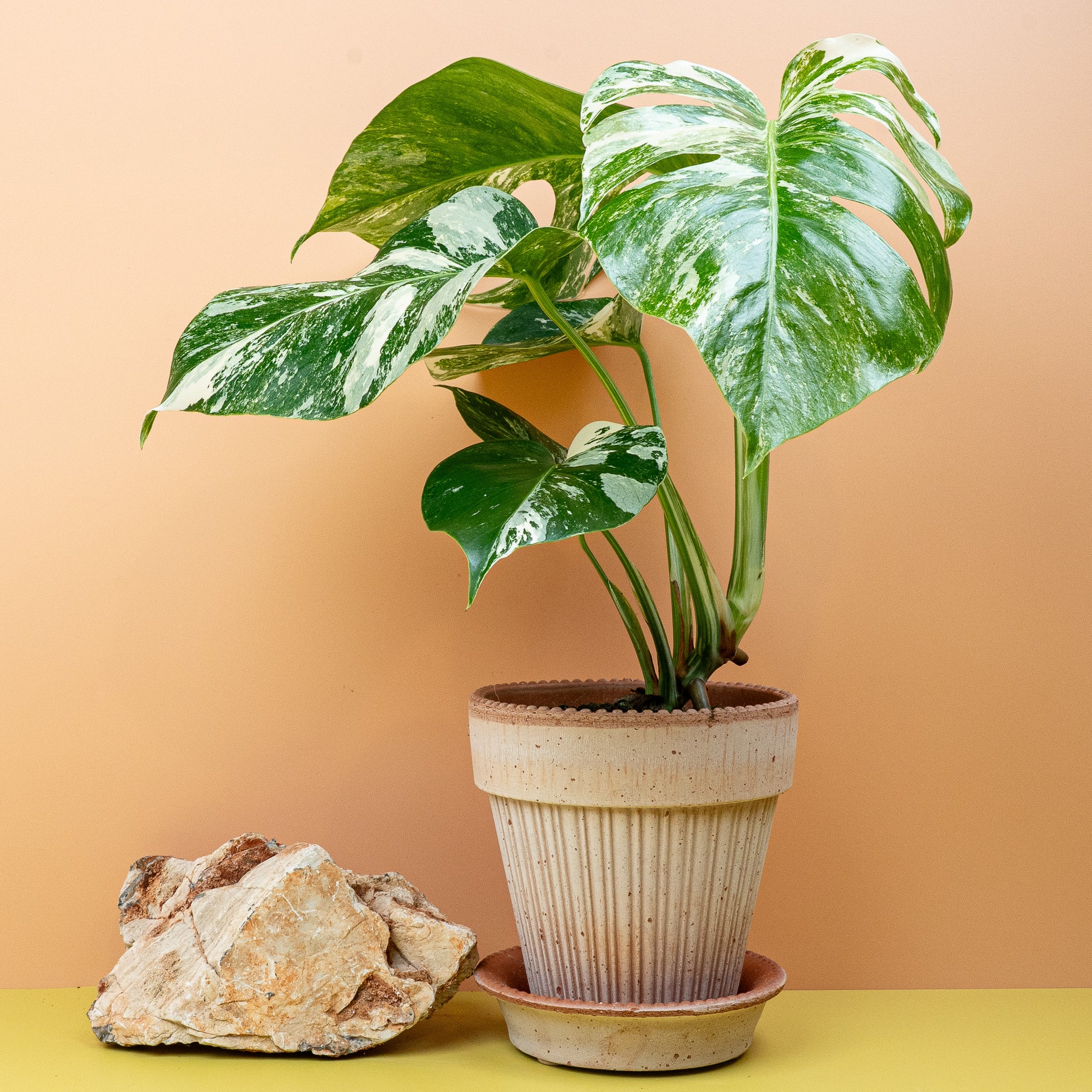 monstera deliciosa albo variegata kaufen MONSTERA DELICIOSA VARIEGATA online kaufen bei potflourri