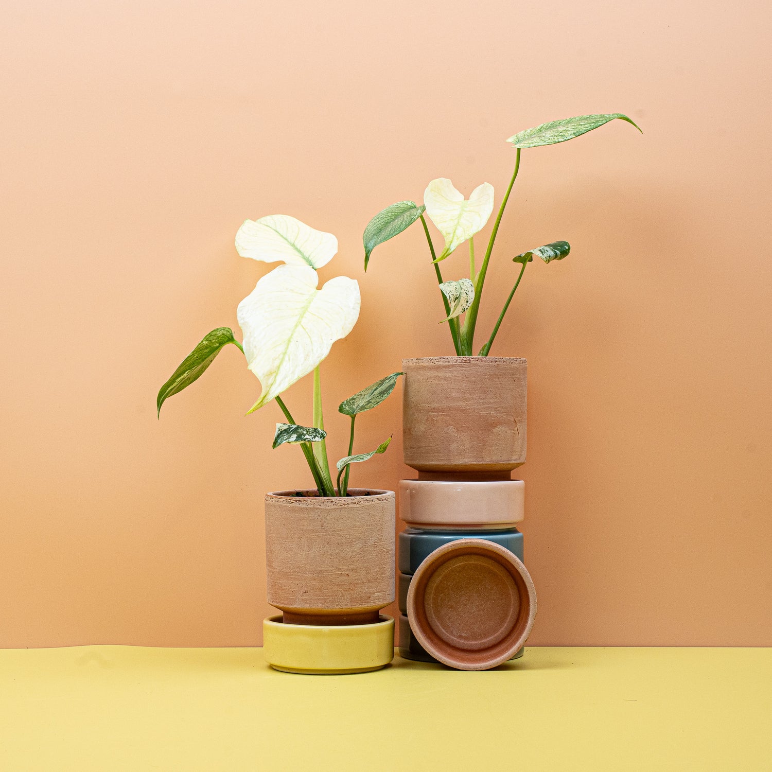Monstera – gesunde Zimmerpflanzen im Topf, bereit für den Versand oder Kauf