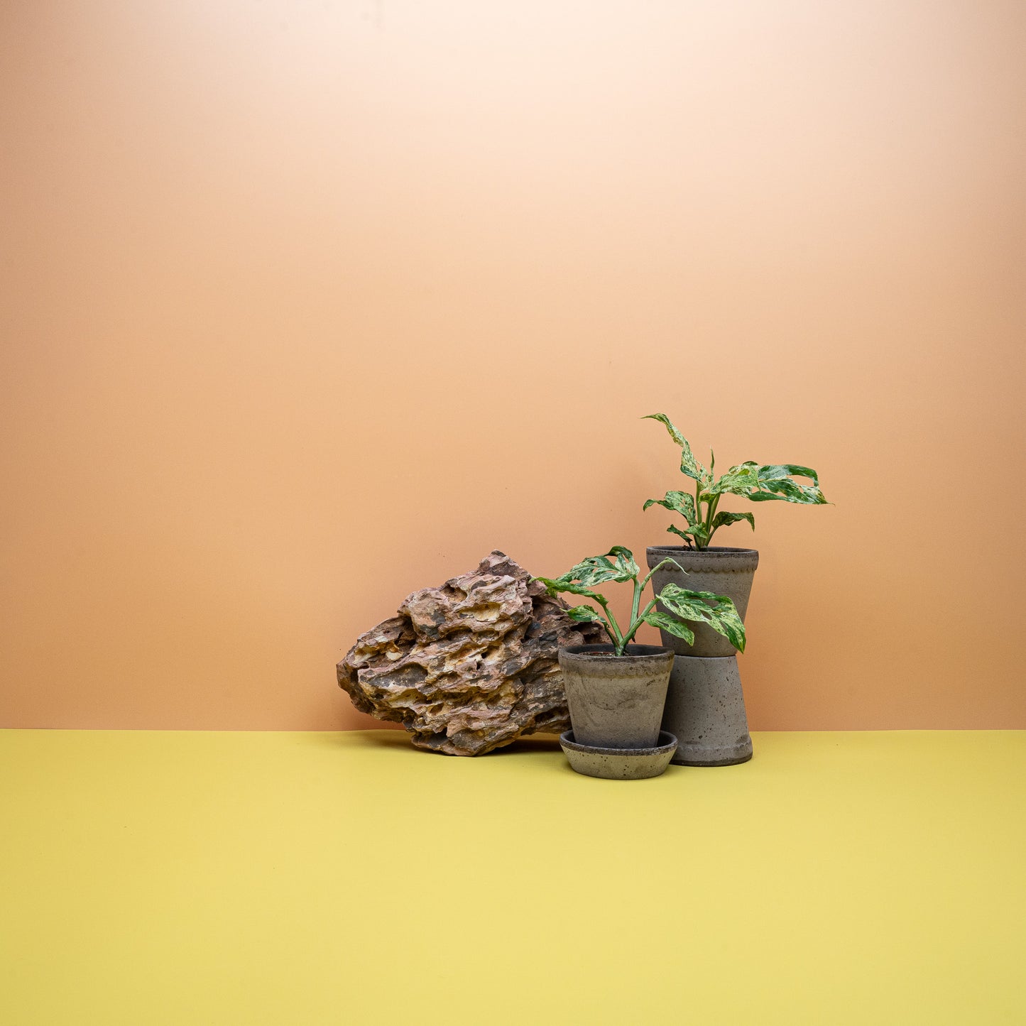 Monstera Frozen Freckles – kletternde Zimmerpflanze für Rankhilfe oder Ampel – potflourri