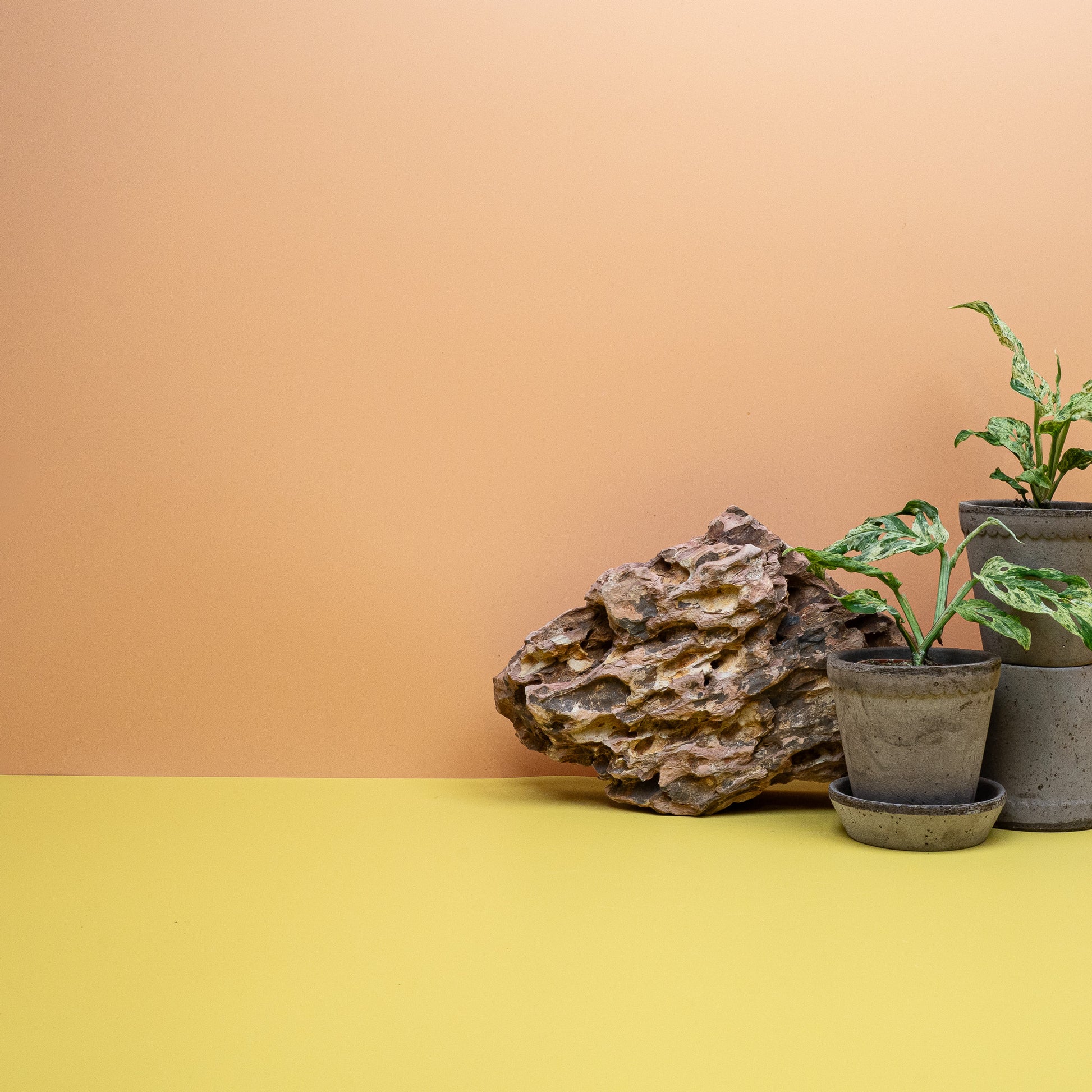 Monstera Frozen Freckles, kunstvolle Musterung