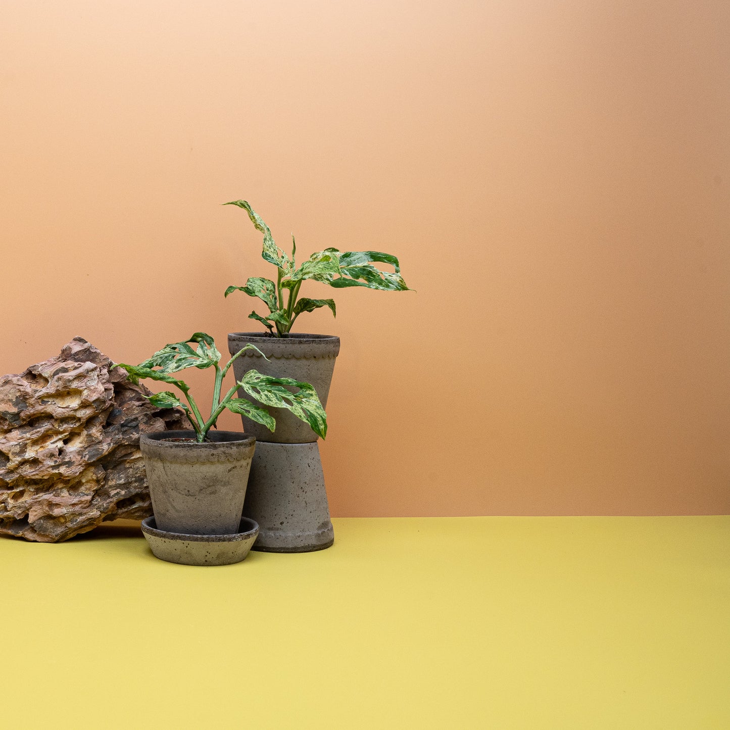 Monstera Frozen Freckles – cremeweiße Sprenkelung auf tiefgrünem Blatt – potflourri