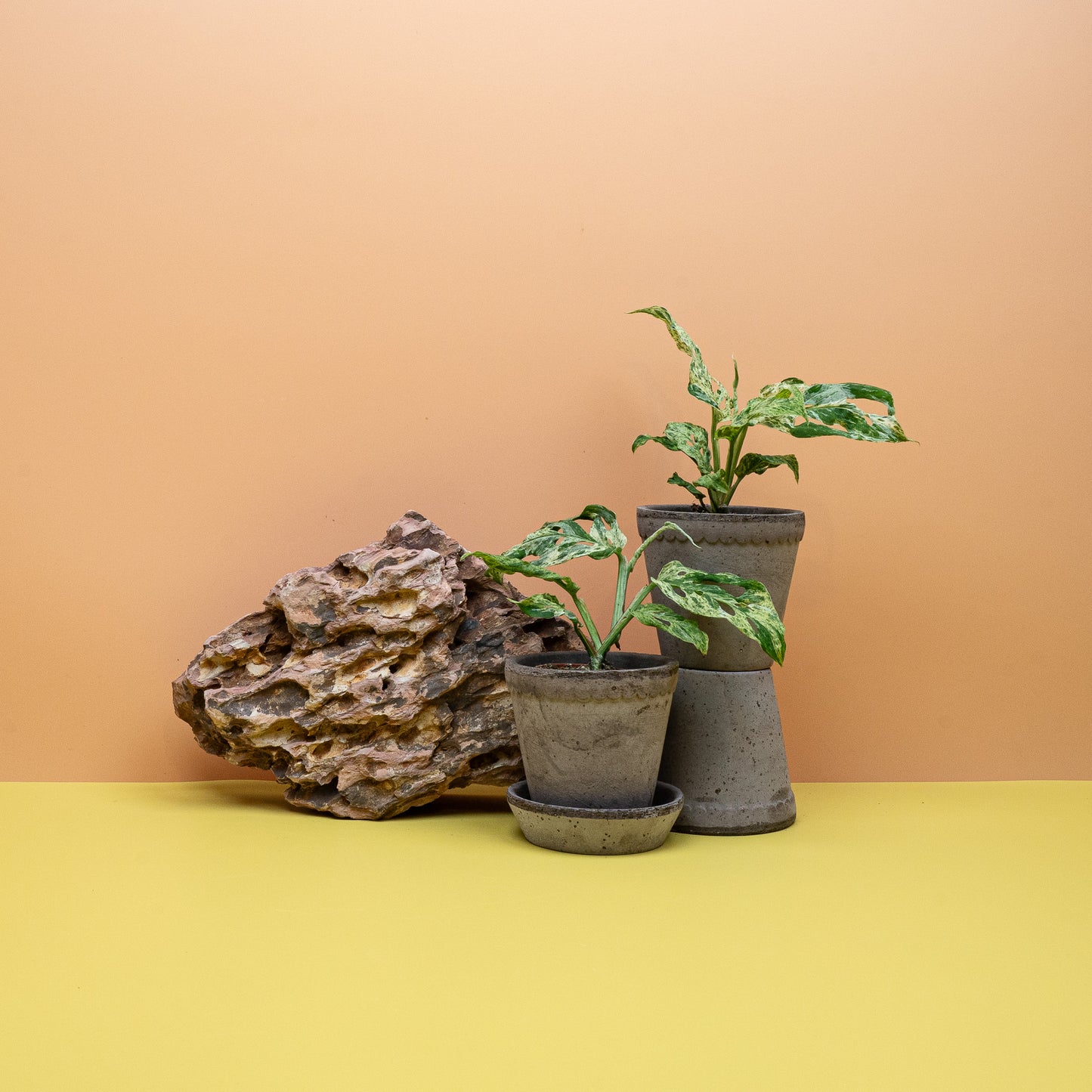 Monstera Frozen Freckles – Sorte von Monstera adansonii var. laniata – potflourri