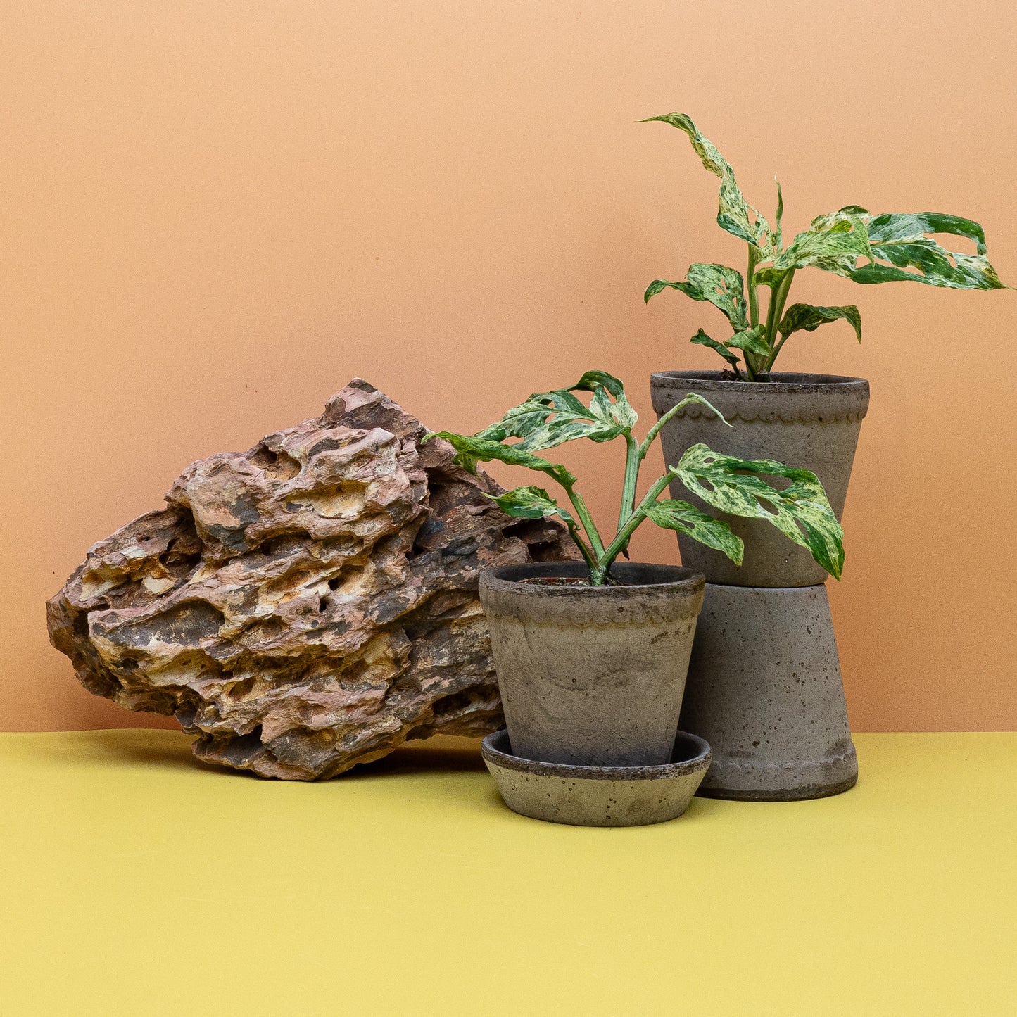 Monstera Frozen Freckles im Kulturtopf, Topf-Ø 6 oder 12 cm – potflourri