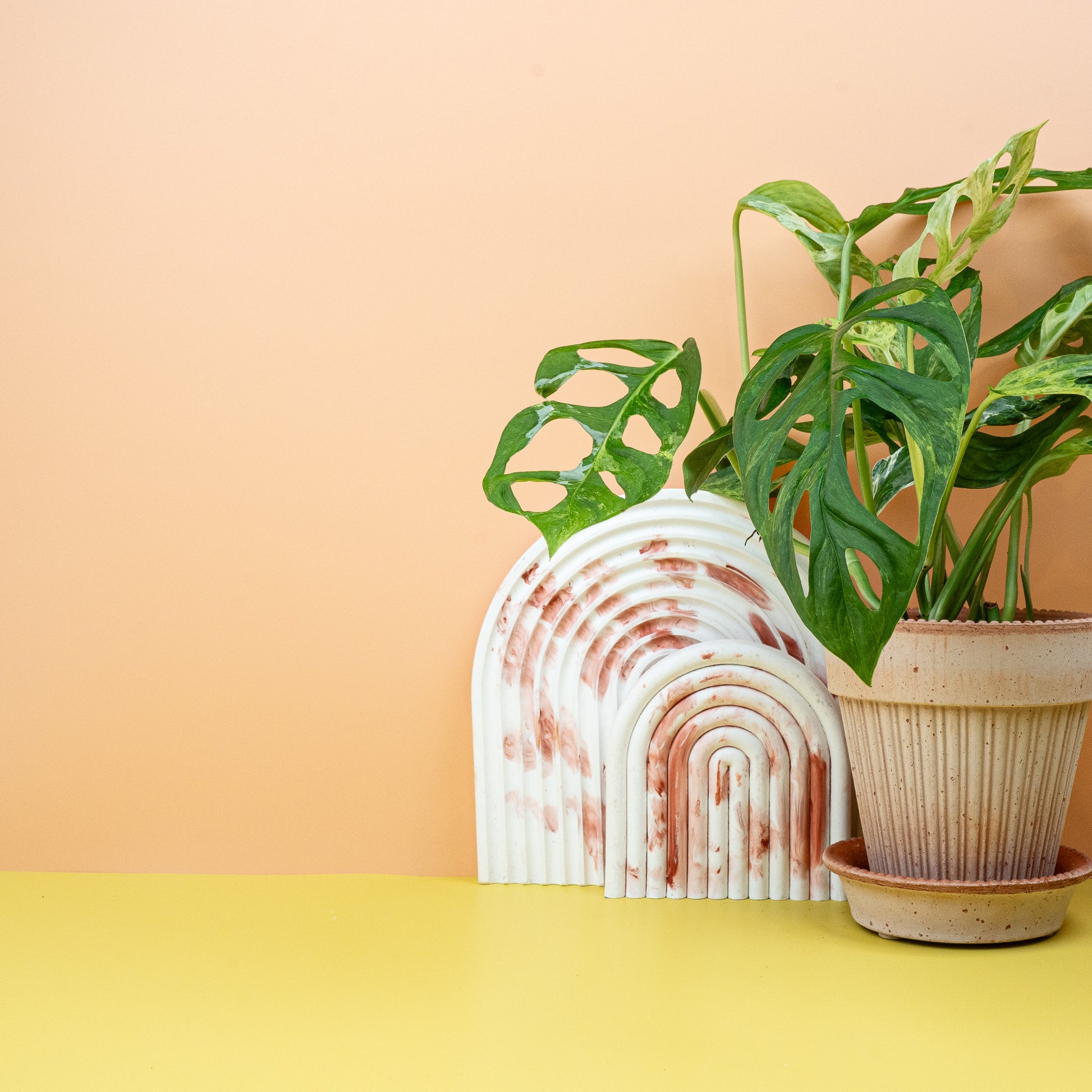 MONSTERA INDONESIAN MARBLE online bestellen bei potflourri