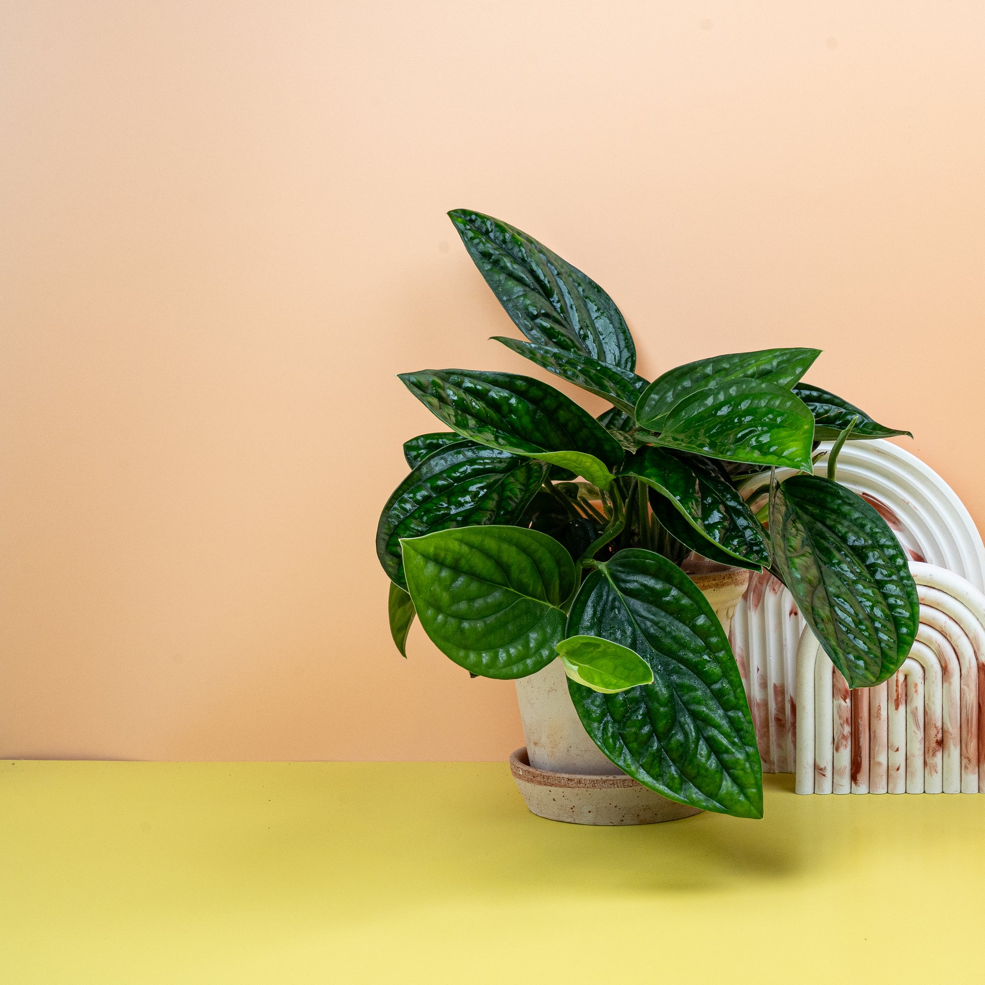 MONSTERA KARSTENANIUM online bestellen bei potflourri