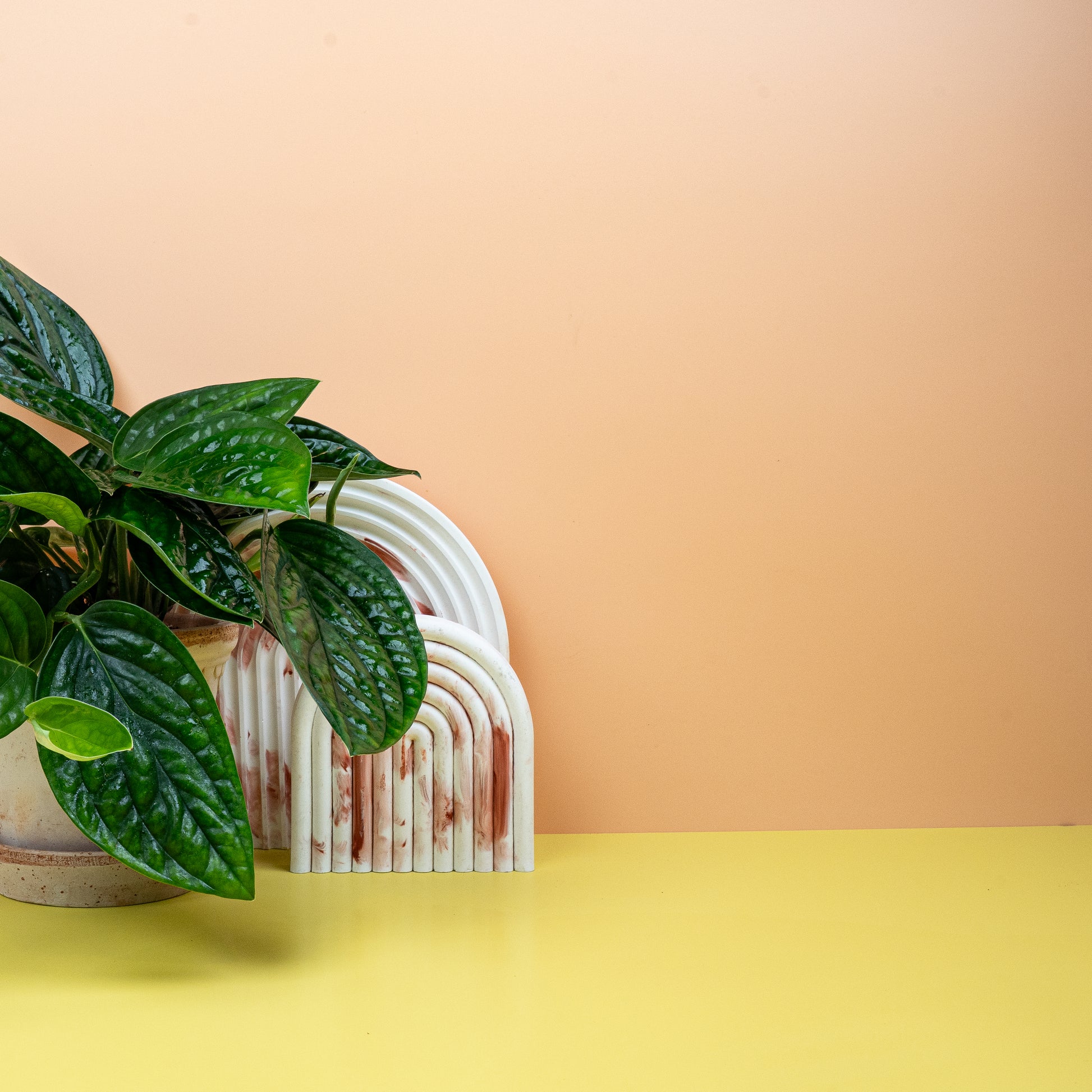 MONSTERA KARSTENANIUM online bestellen bei potflourri