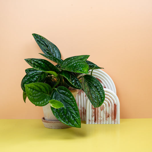 MONSTERA KARSTENANIUM online bestellen bei potflourri