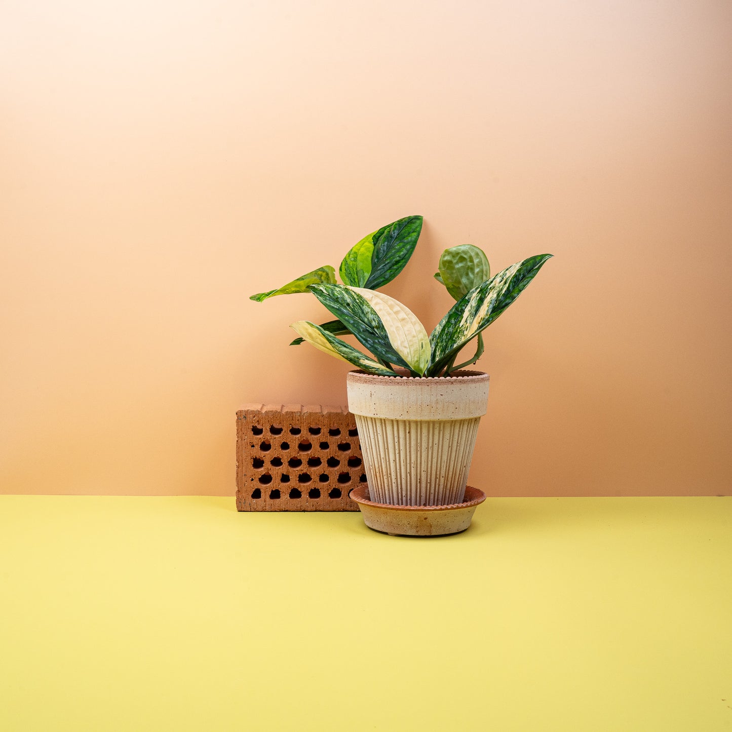 MONSTERA KARSTENIANUM VARIEGATA online bestellen bei potflourri