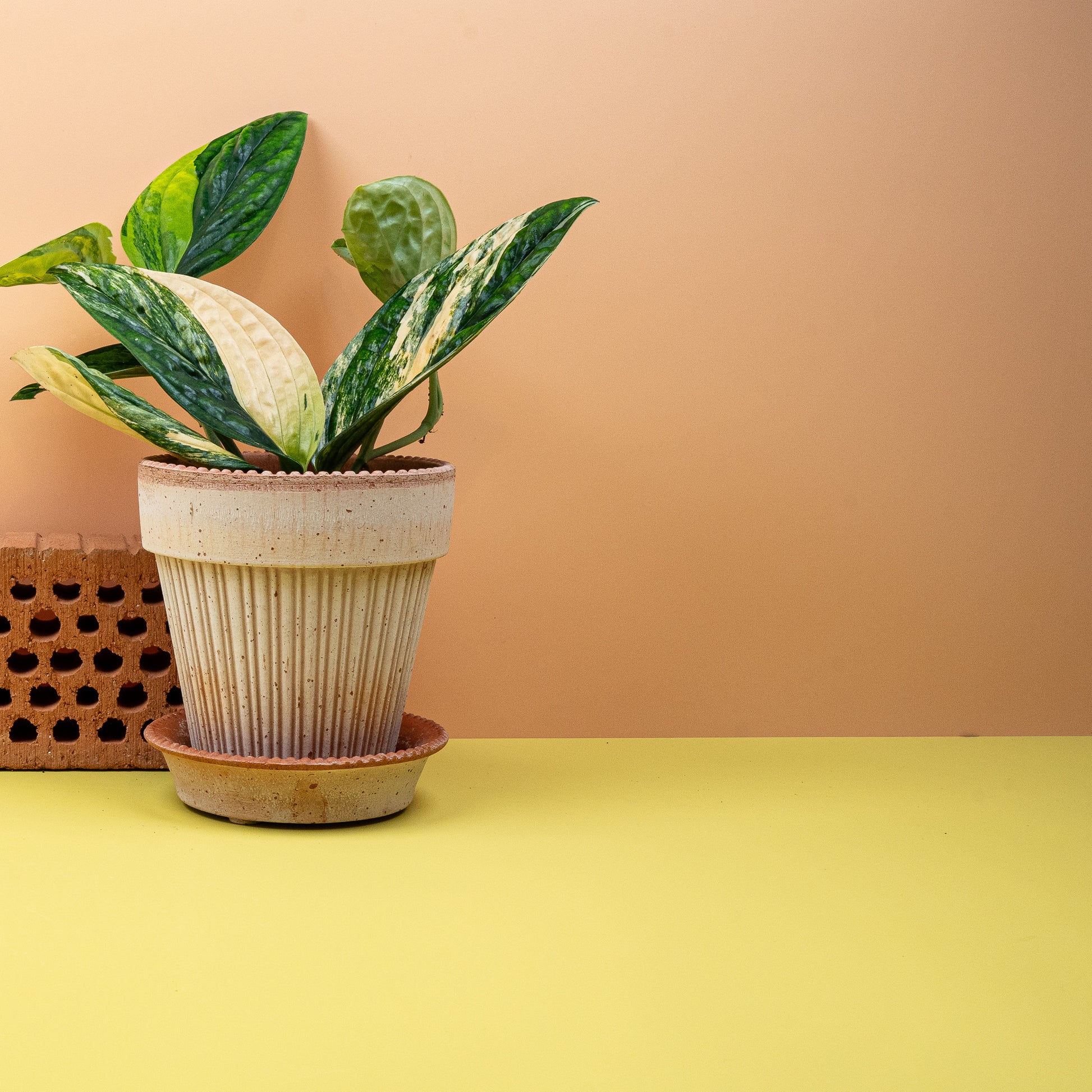 MONSTERA KARSTENIANUM VARIEGATA online bestellen bei potflourri