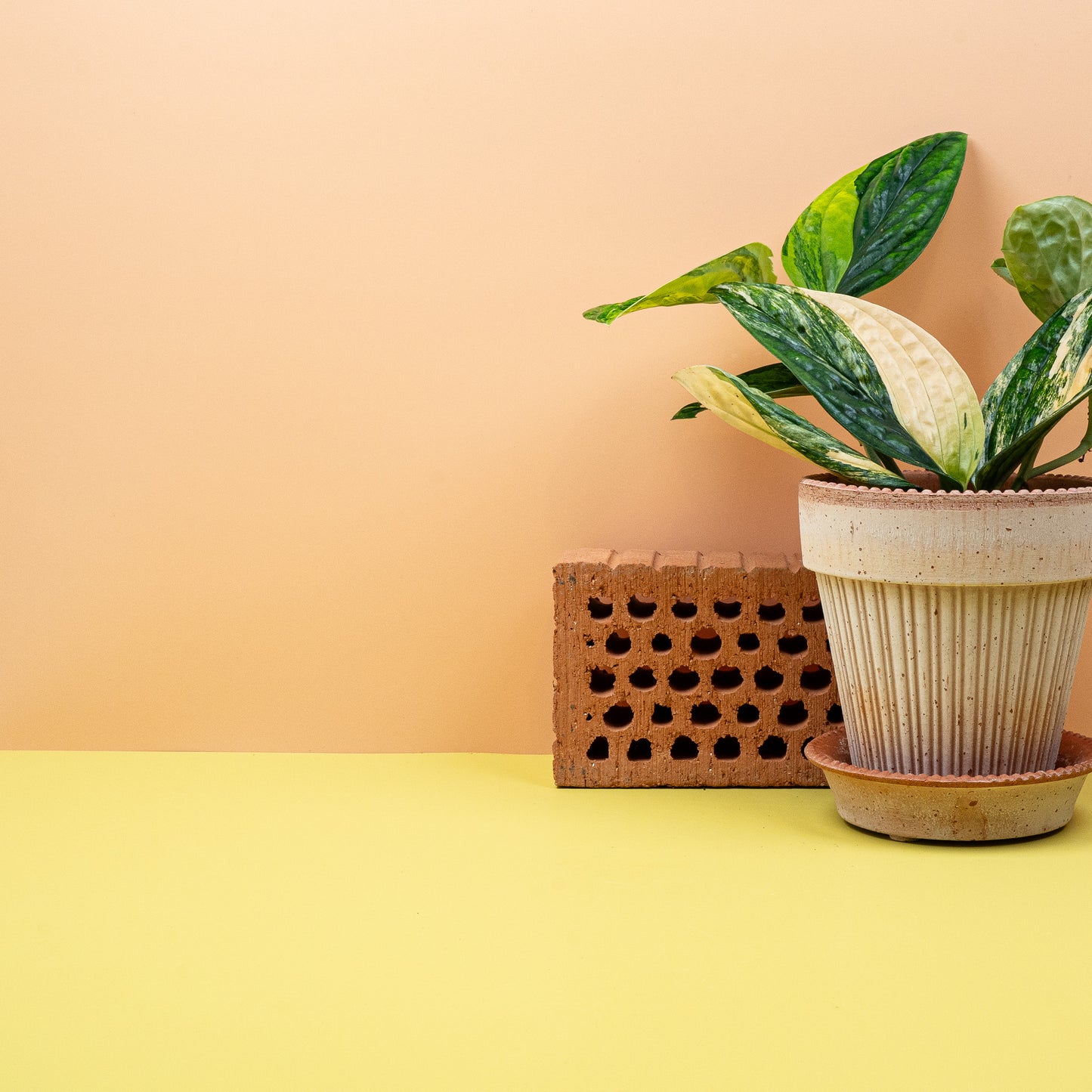 MONSTERA KARSTENIANUM VARIEGATA online bestellen bei potflourri