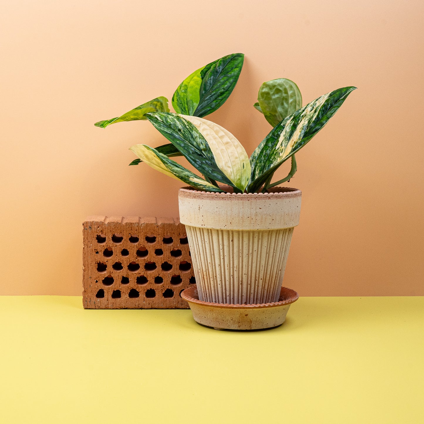 MONSTERA KARSTENIANUM VARIEGATA online bestellen bei potflourri